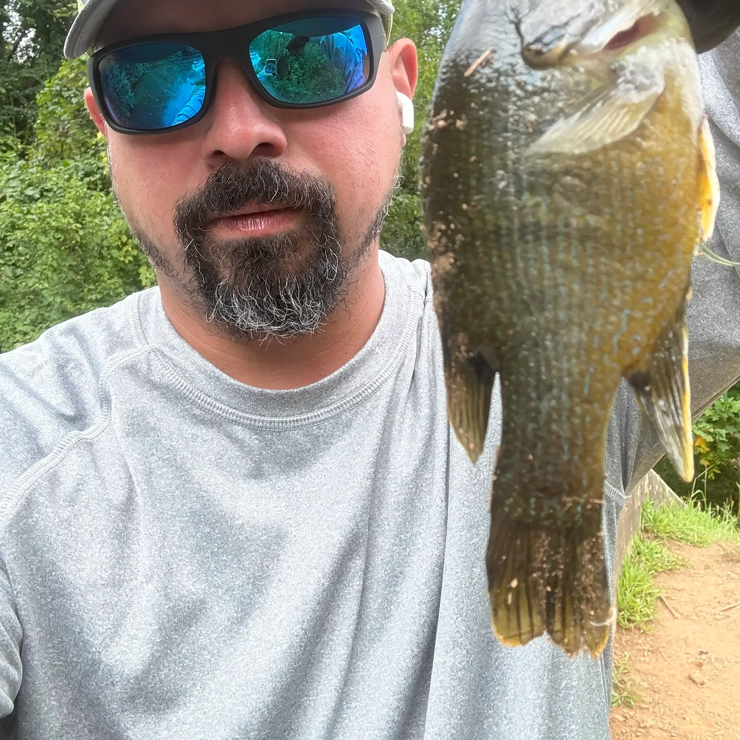 Green sunfish caught on Fishbrain