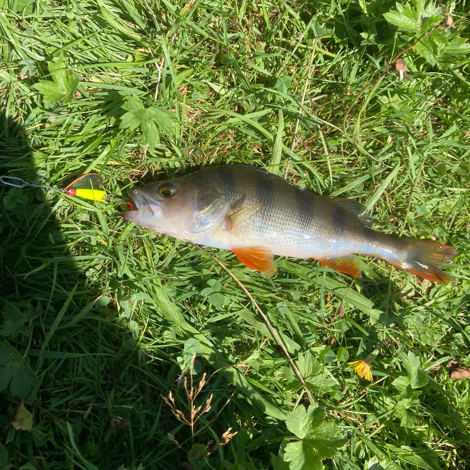 European perch caught on Fishbrain