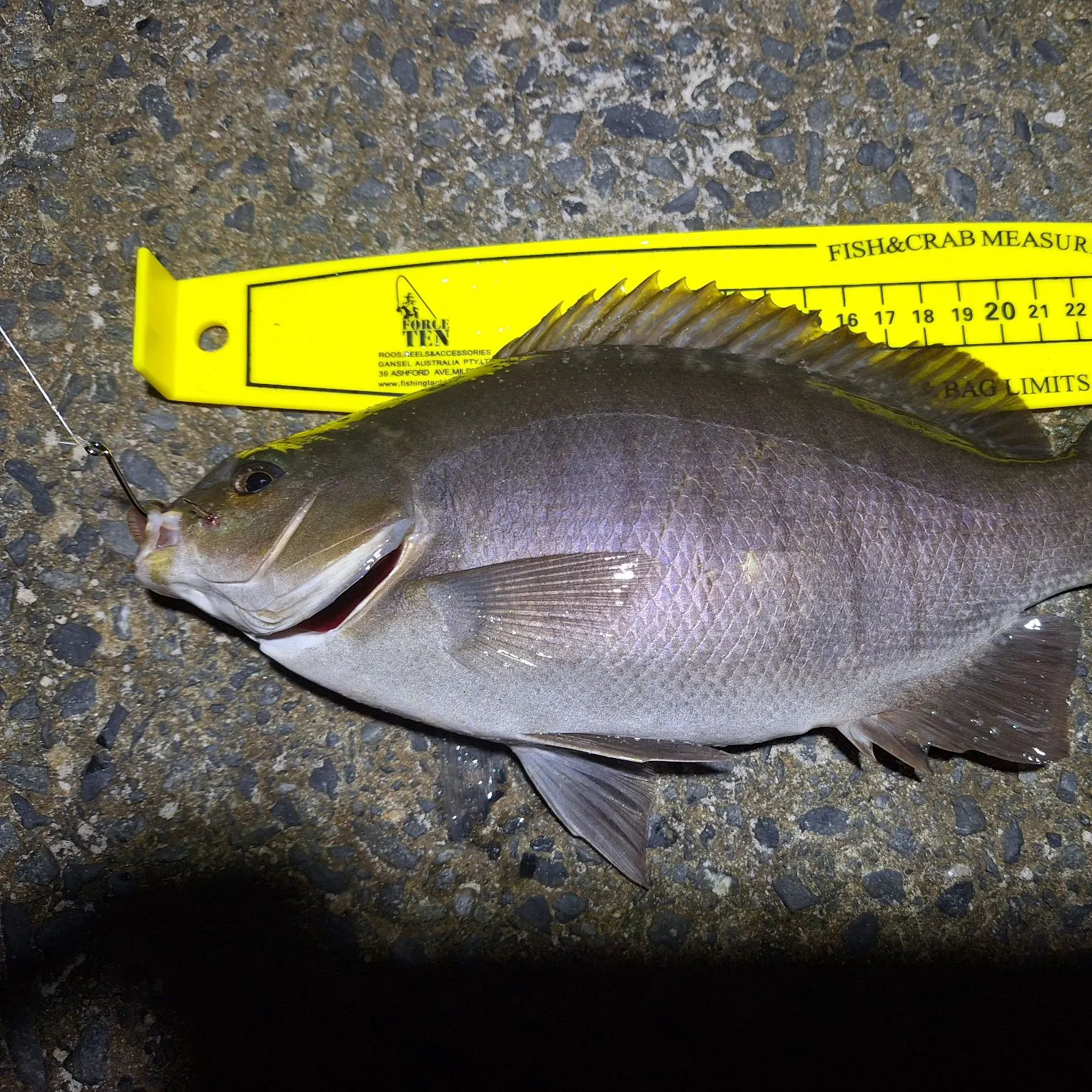 recently logged catches