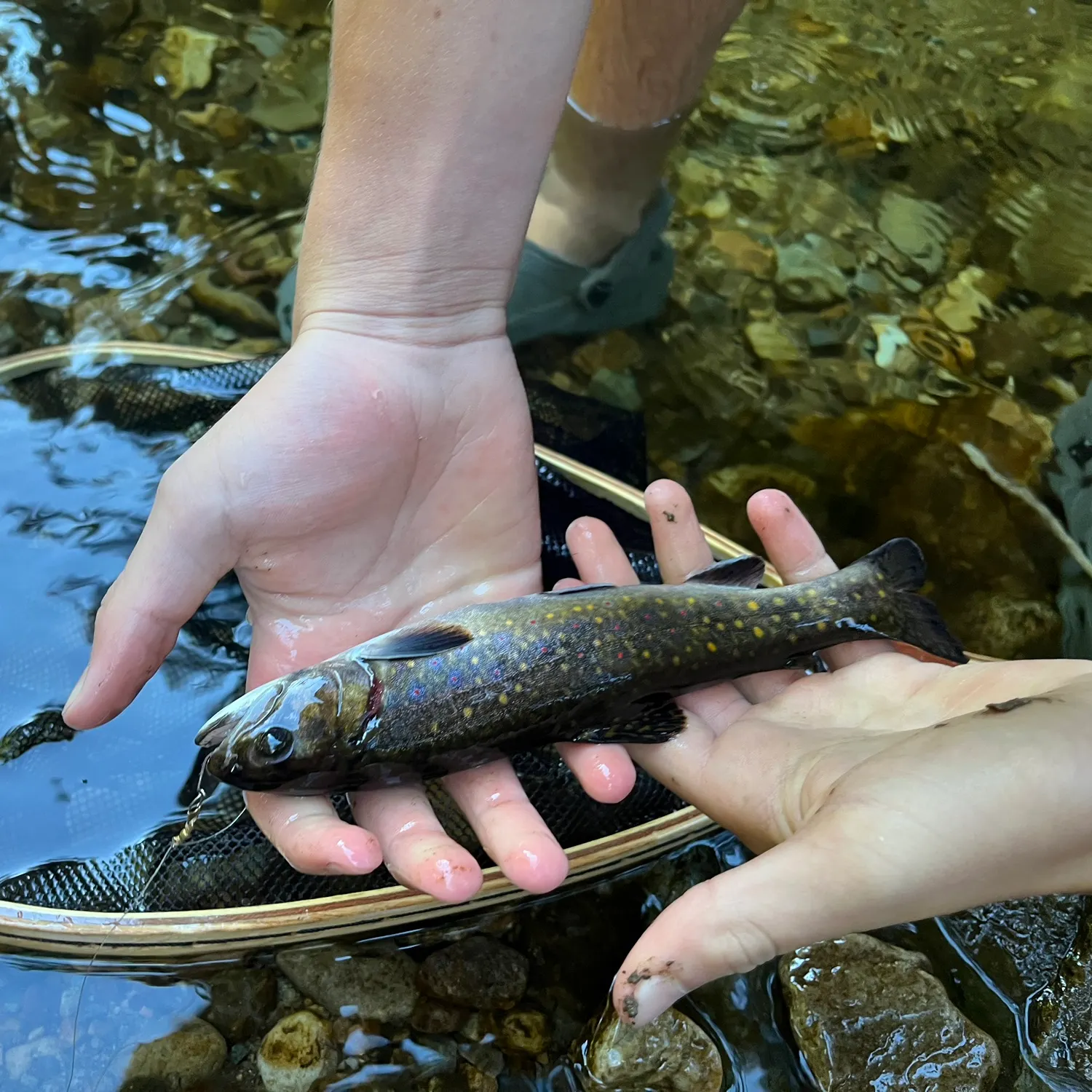 Brook trout caught on Fishbrain