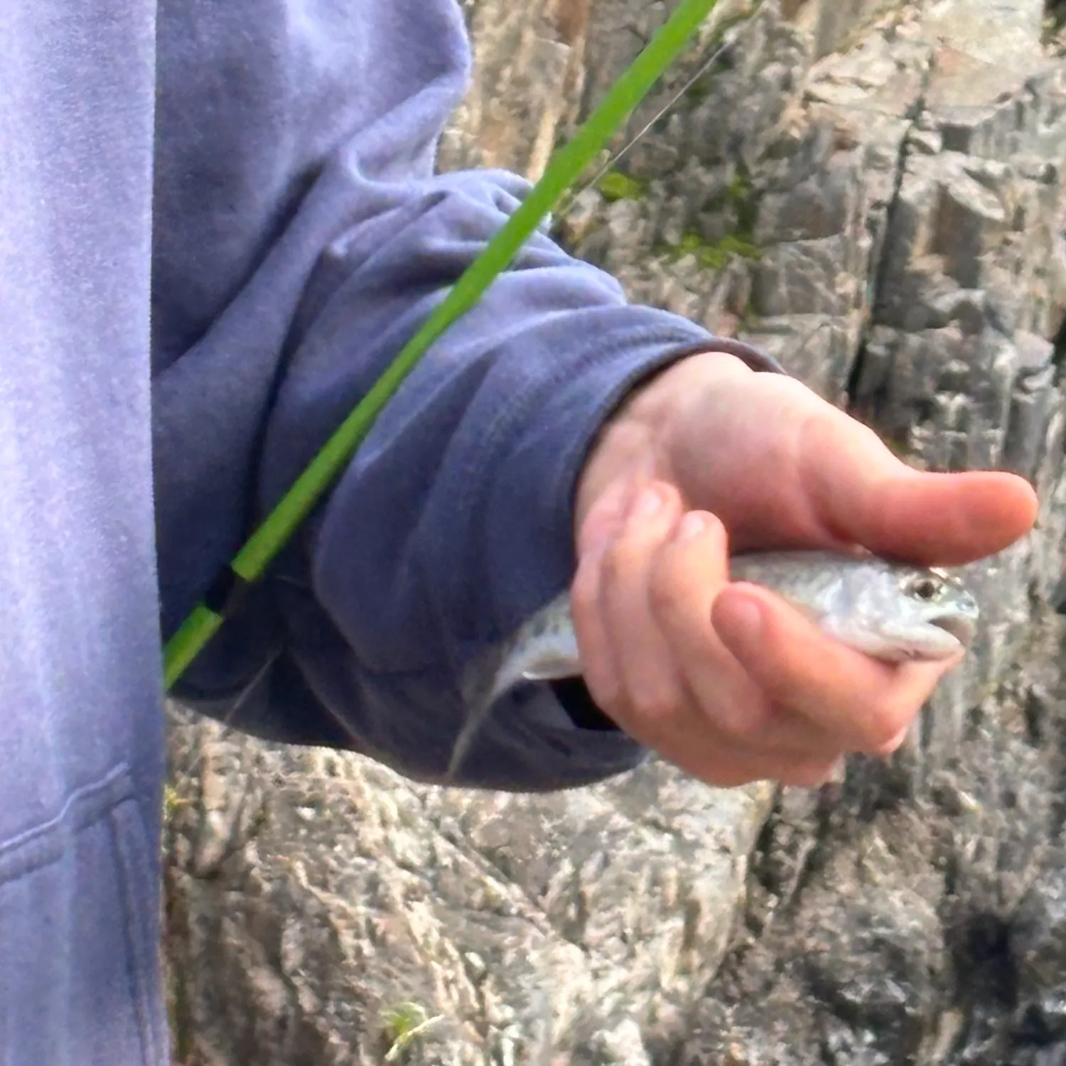 The most recent Rainbow trout catches on Fishbrain