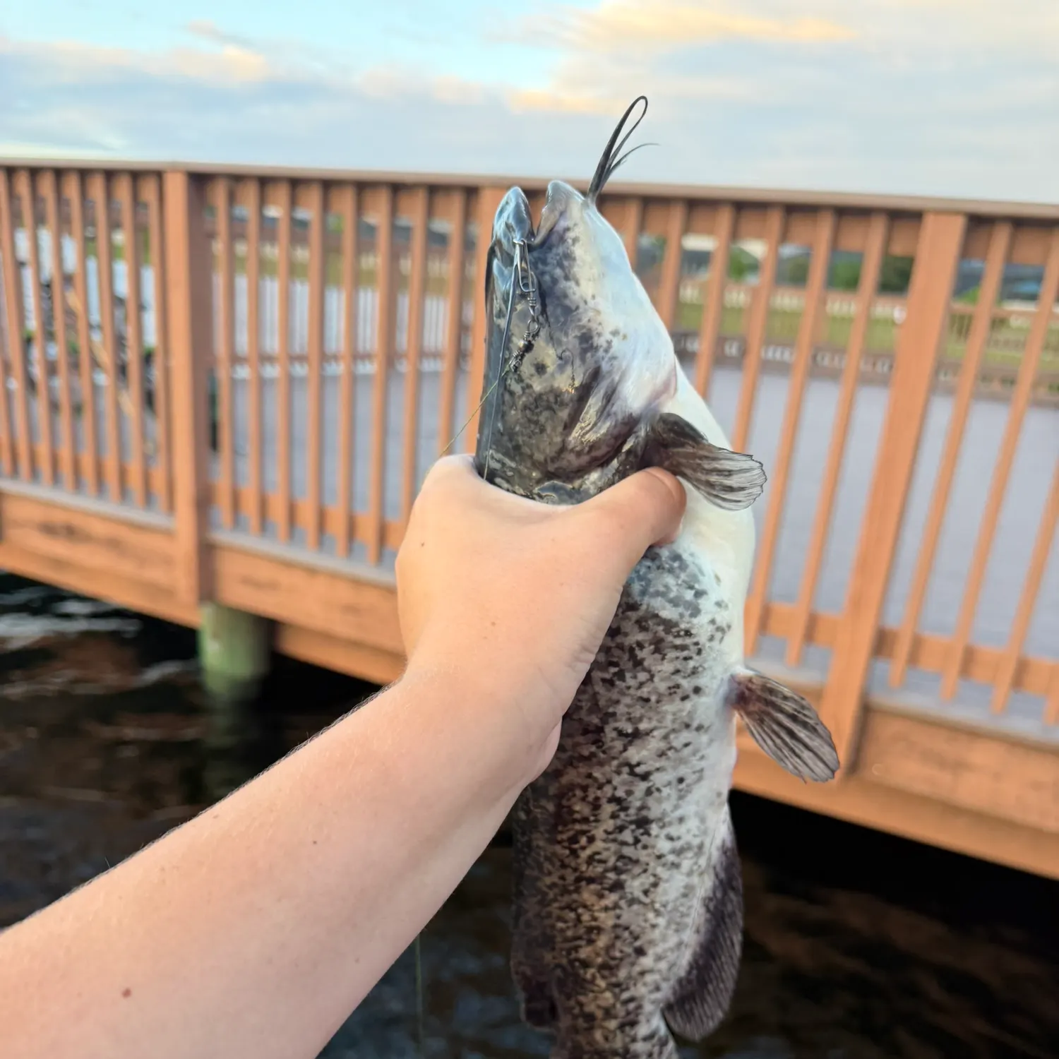 Brown bullhead caught on Fishbrain