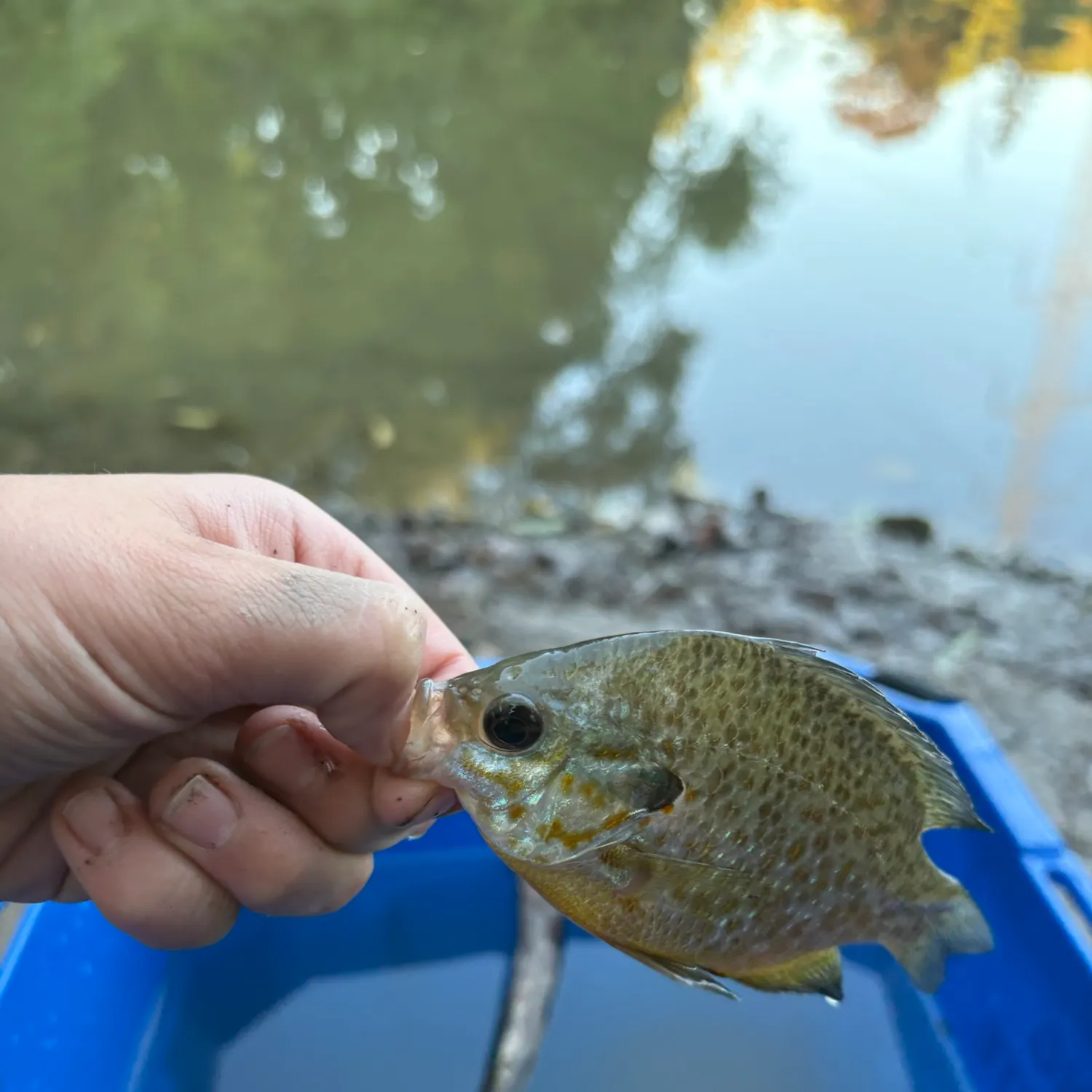 Pumpkinseed caught on Fishbrain