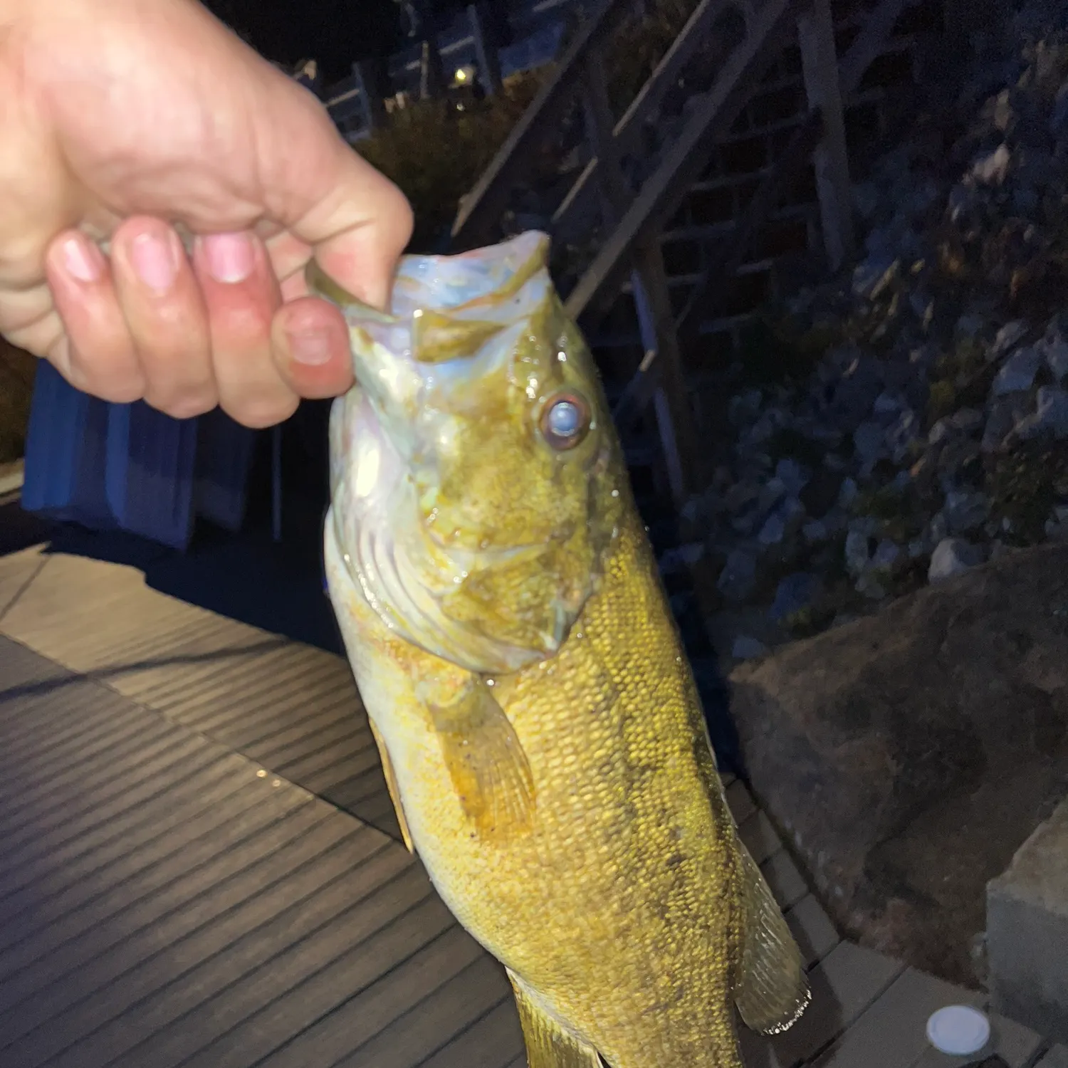 Smallmouth bass caught on Fishbrain