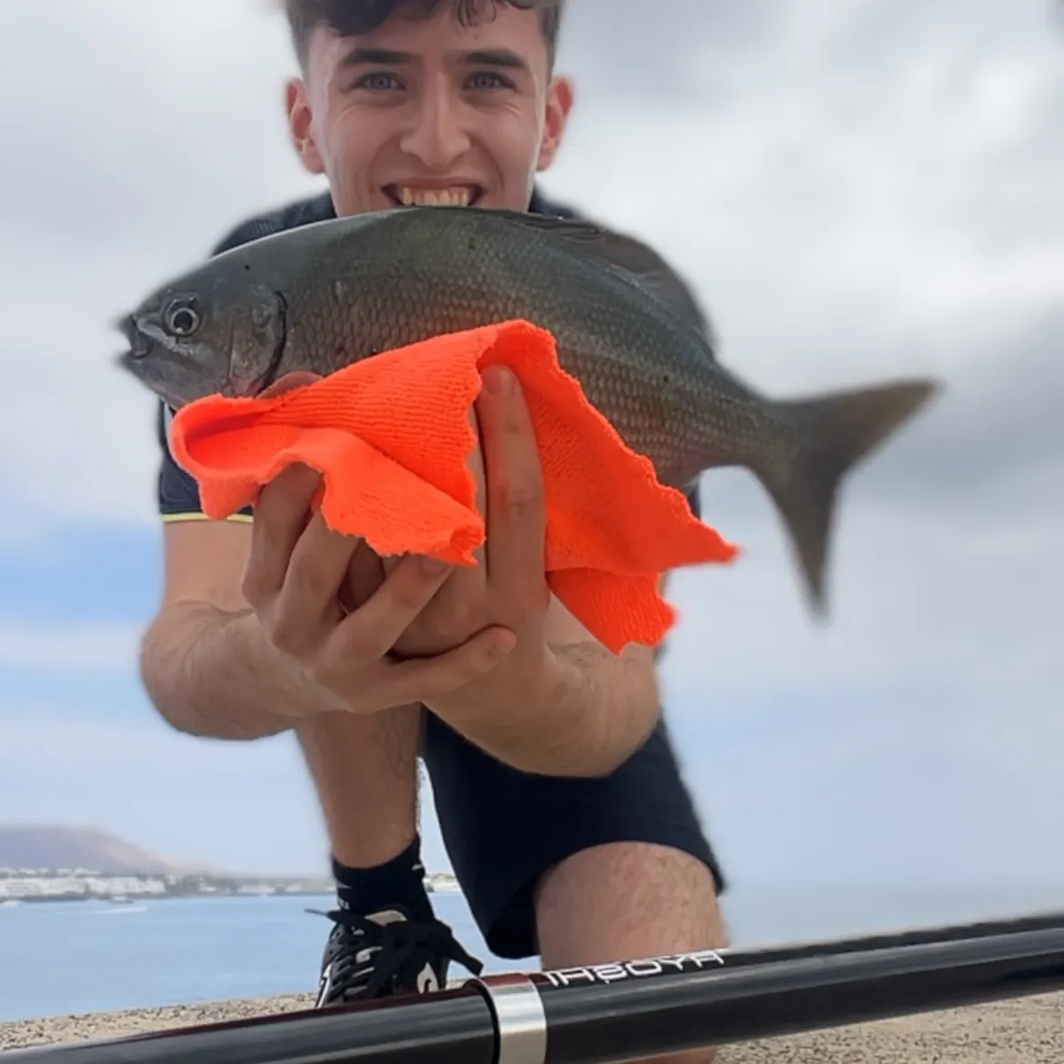 The most recent Black seabream catches on Fishbrain