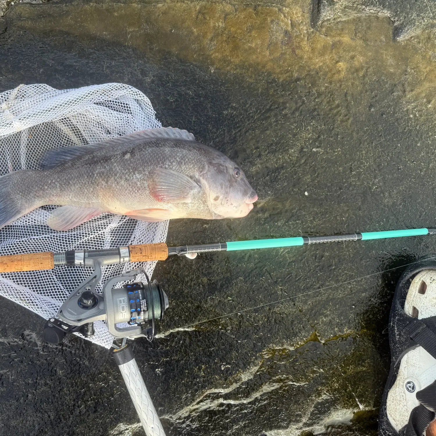 The most recent Tautog catches on Fishbrain