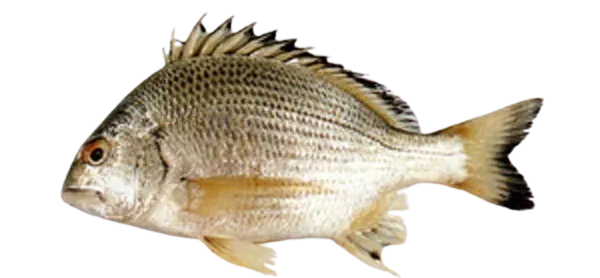 Okinawan yellow-fin seabream