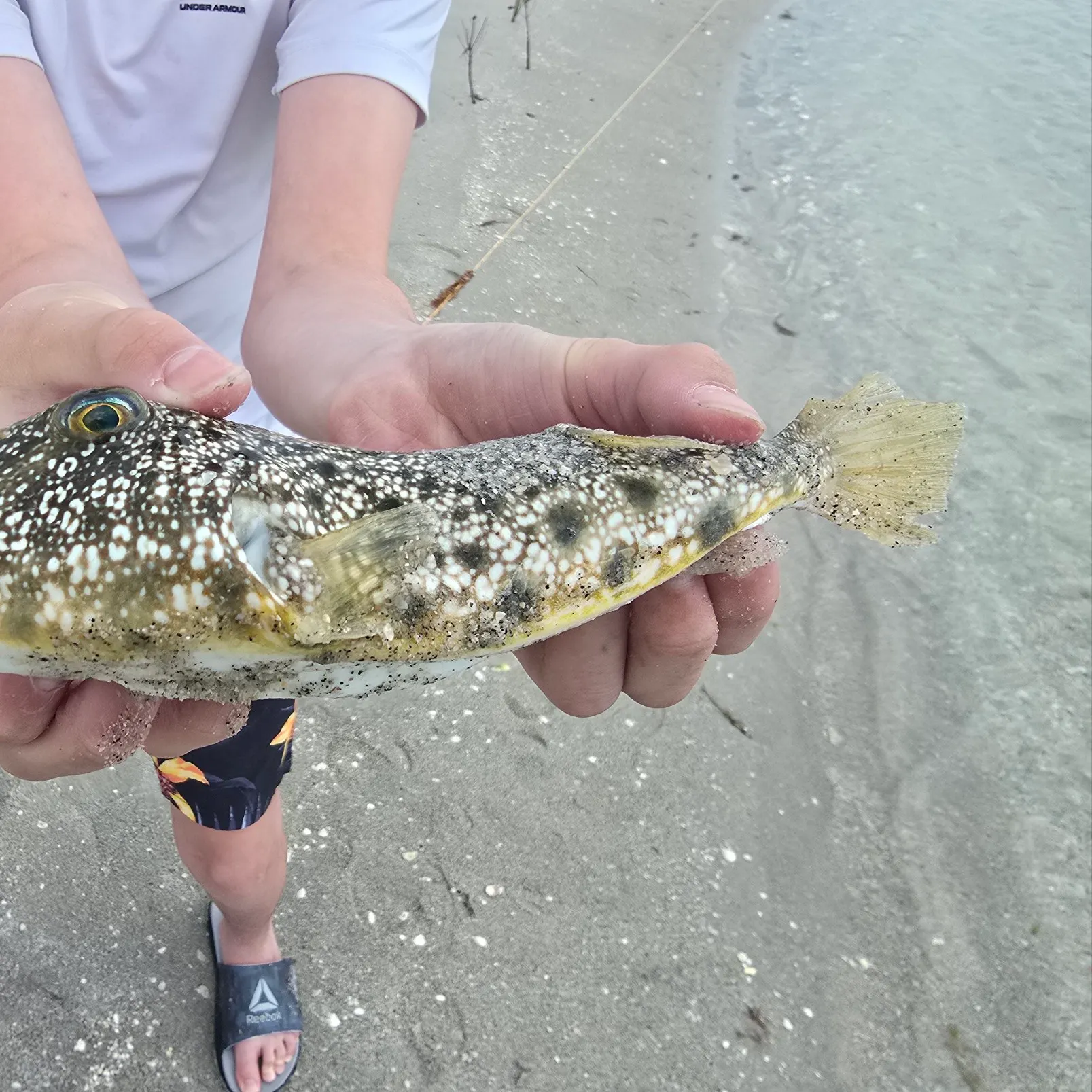 The most recent Southern puffer catches on Fishbrain