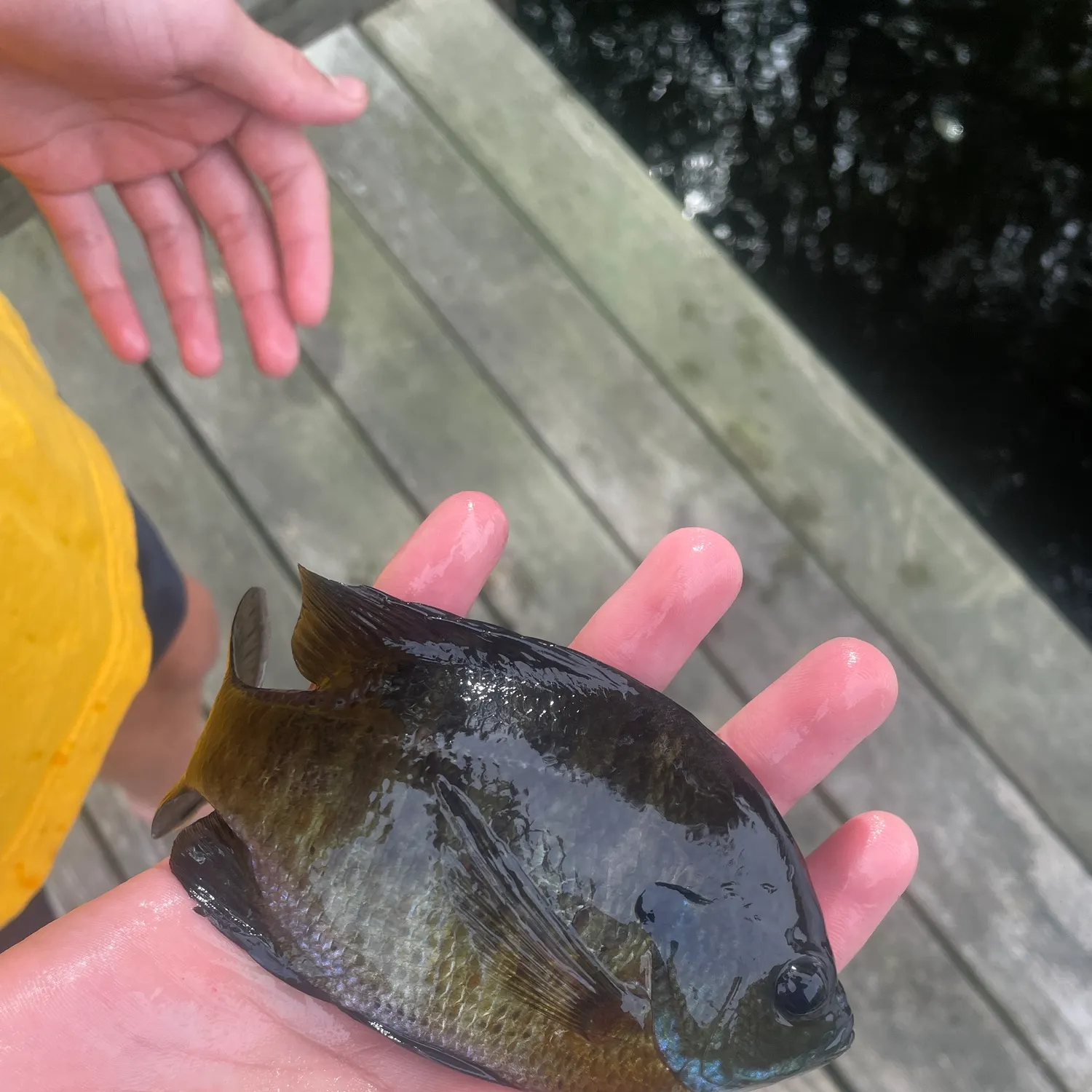 Bluegill caught on Fishbrain