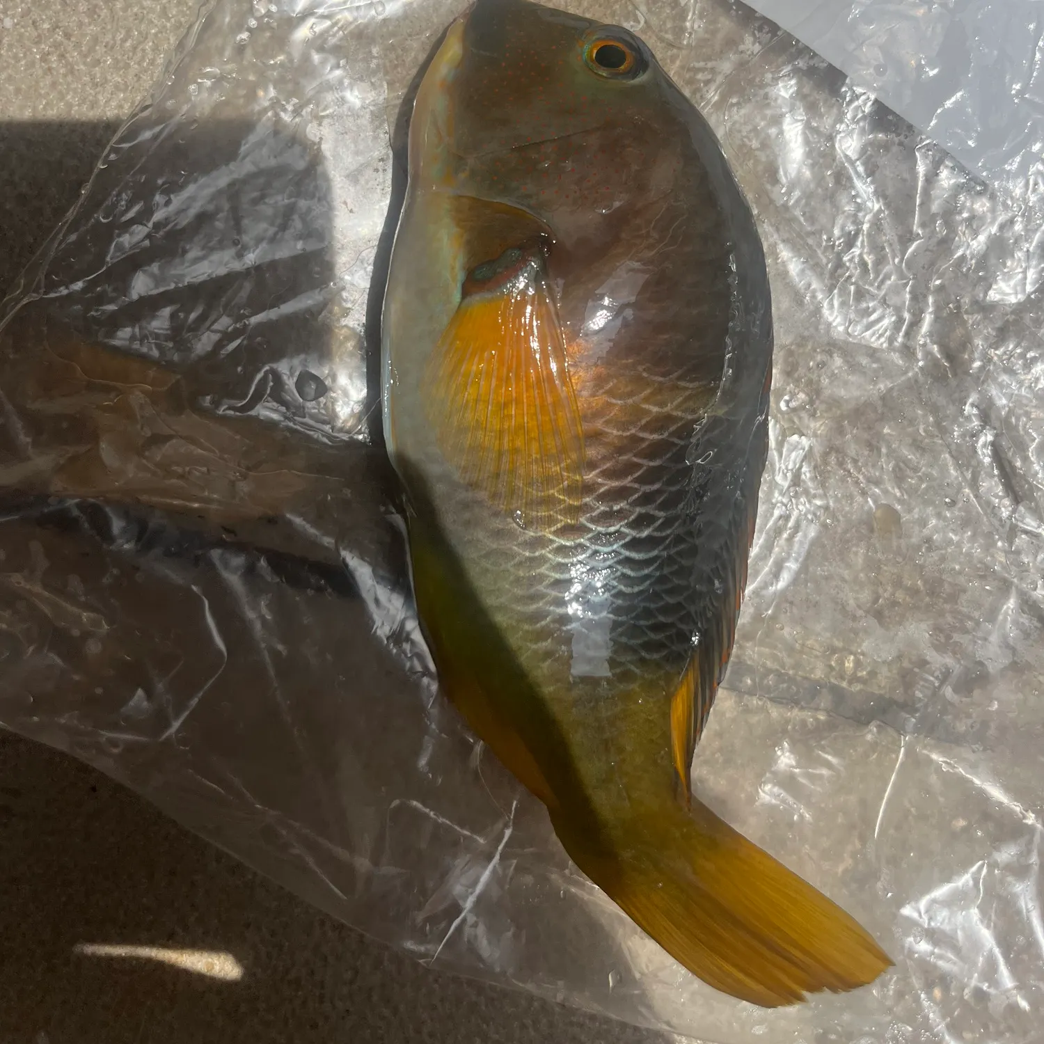 The most popular recent Orange-dotted tuskfish catch on Fishbrain