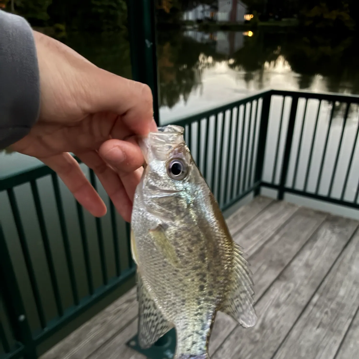 Black crappie caught on Fishbrain
