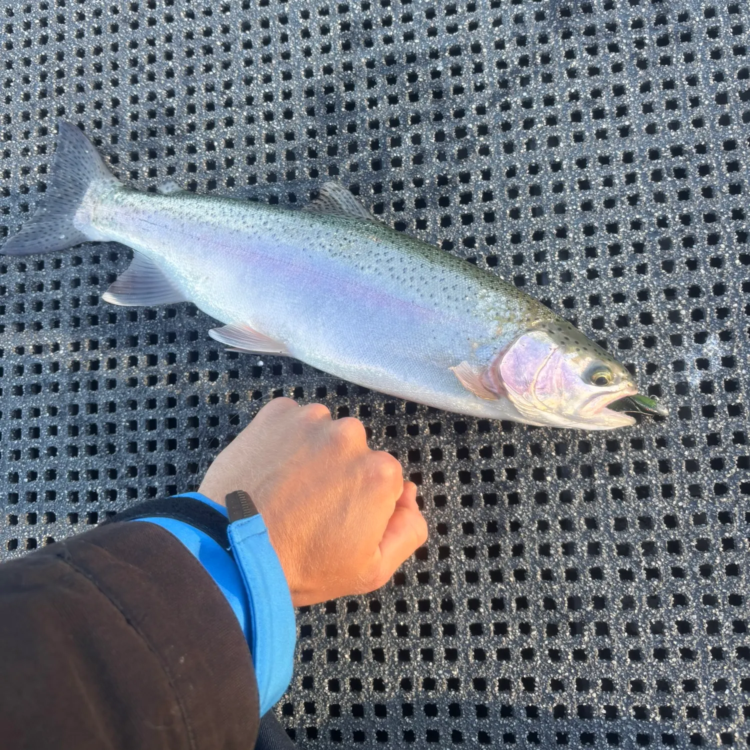 Rainbow trout caught on Fishbrain