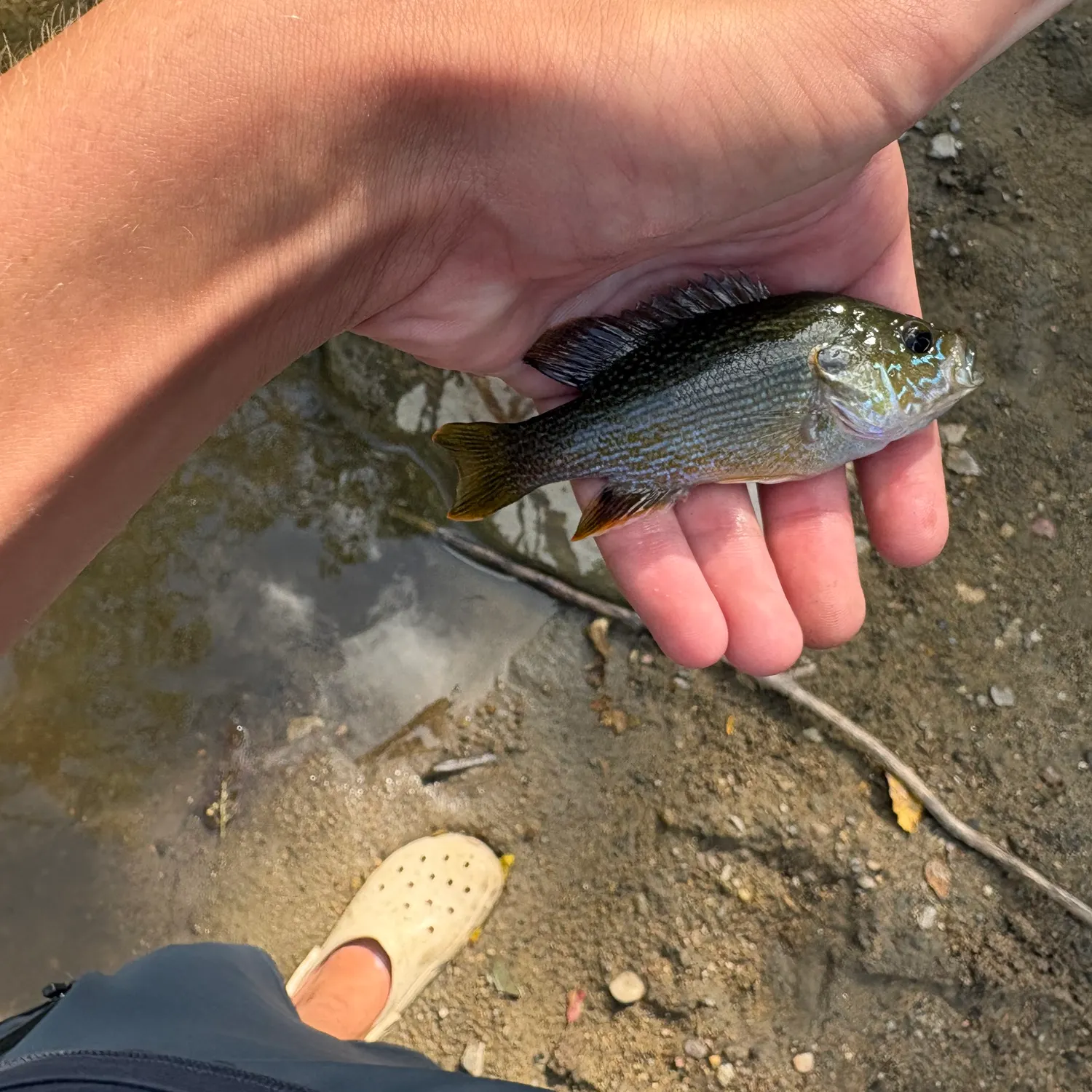 Green sunfish caught on Fishbrain