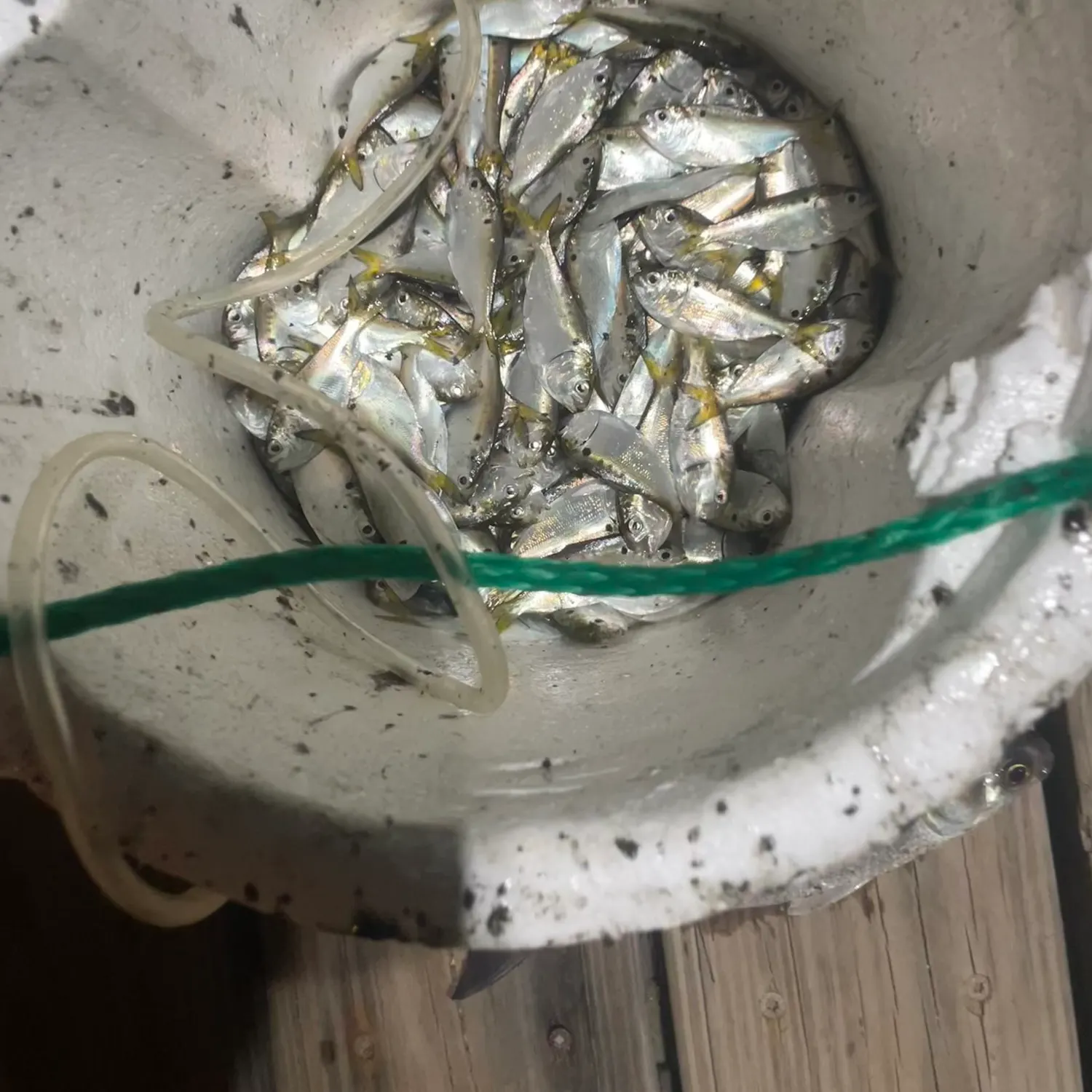The most recent Gulf menhaden catches on Fishbrain