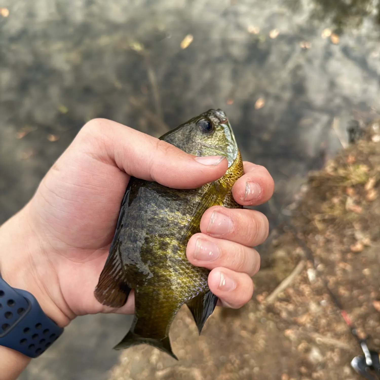Bluegill caught on Fishbrain