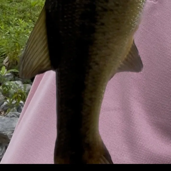 Smallmouth bass caught on Fishbrain