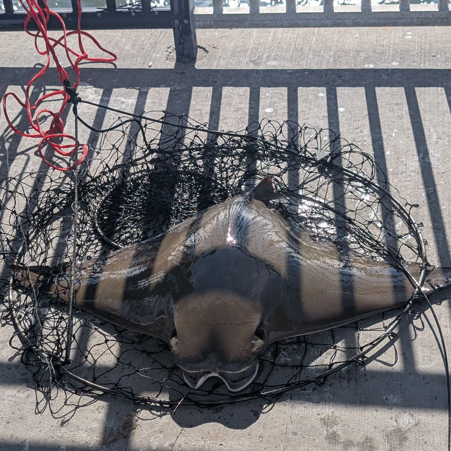 The most recent Cowtail stingray catches on Fishbrain