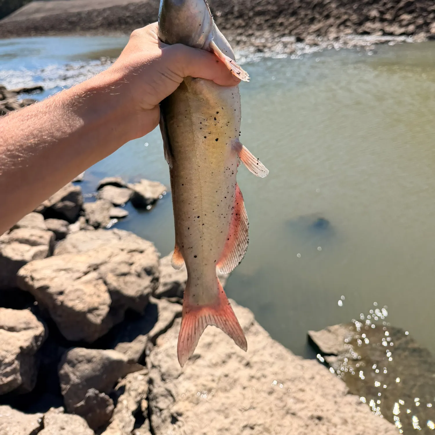 Channel catfish caught on Fishbrain