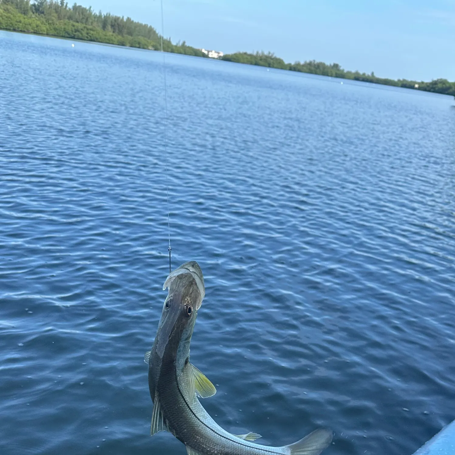 The most recent Common snook catches on Fishbrain