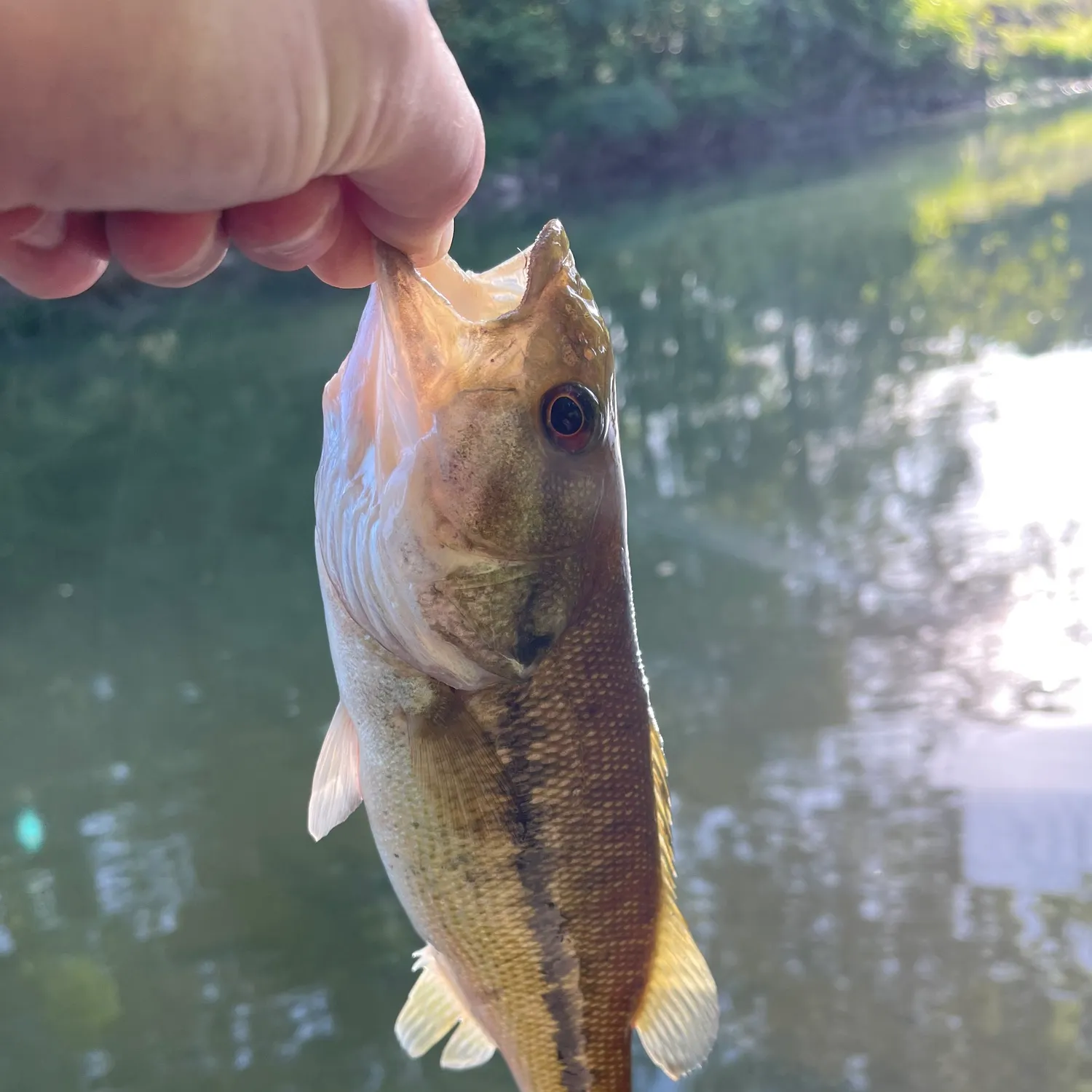 Largemouth bass caught on Fishbrain