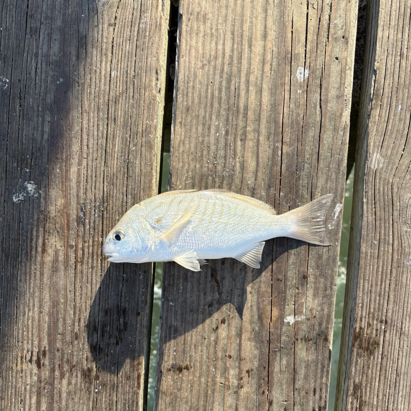 Spot croaker caught on Fishbrain