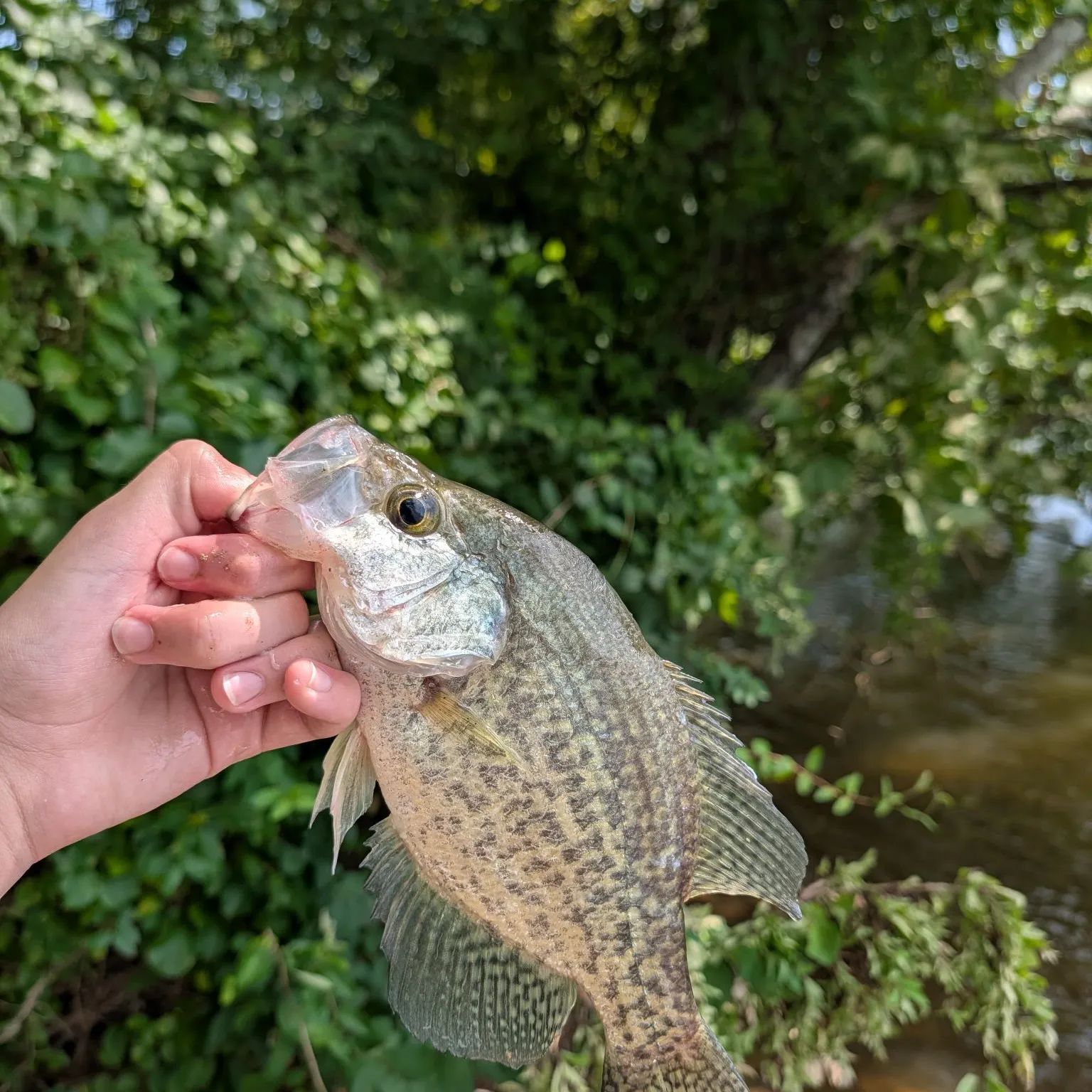 The most recent Black crappie catches on Fishbrain