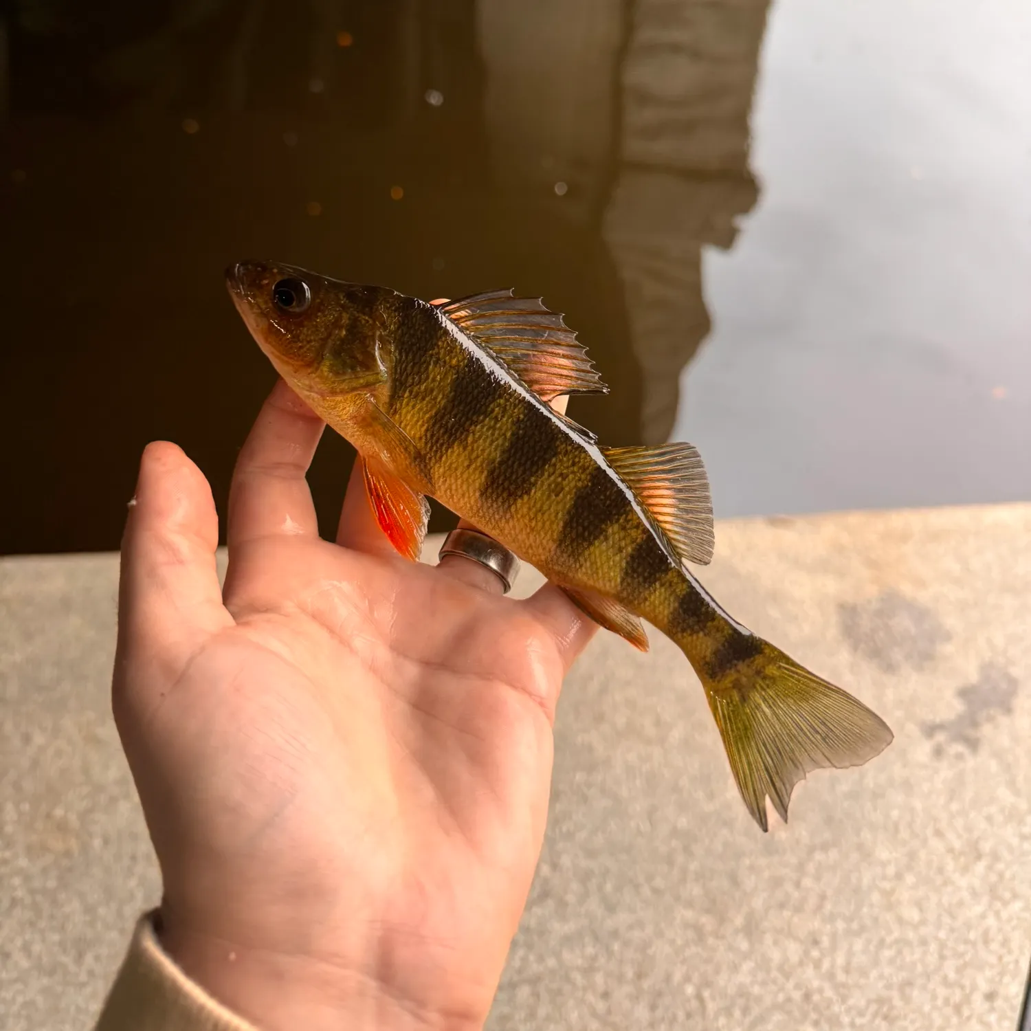 Yellow perch caught on Fishbrain