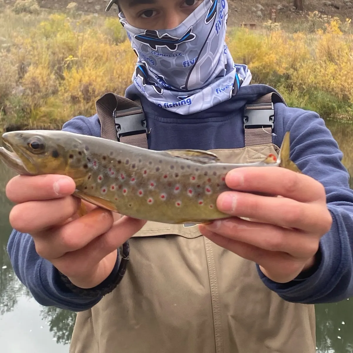 Brown trout caught on Fishbrain