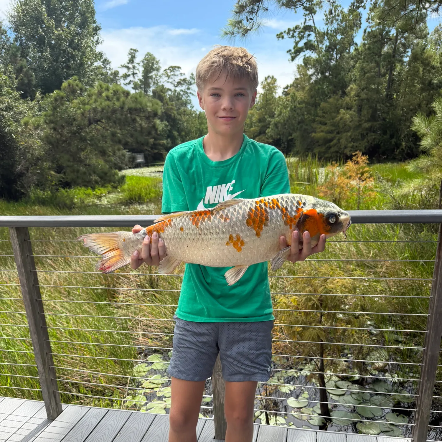Koi carp caught on Fishbrain