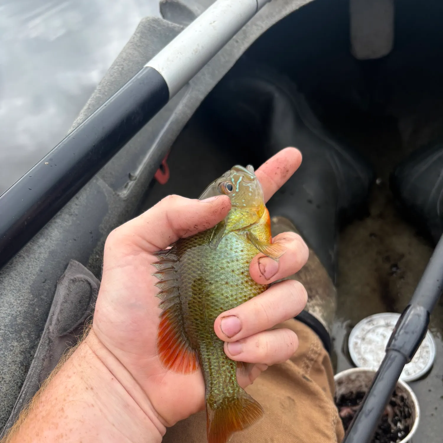 Redbreast sunfish caught on Fishbrain