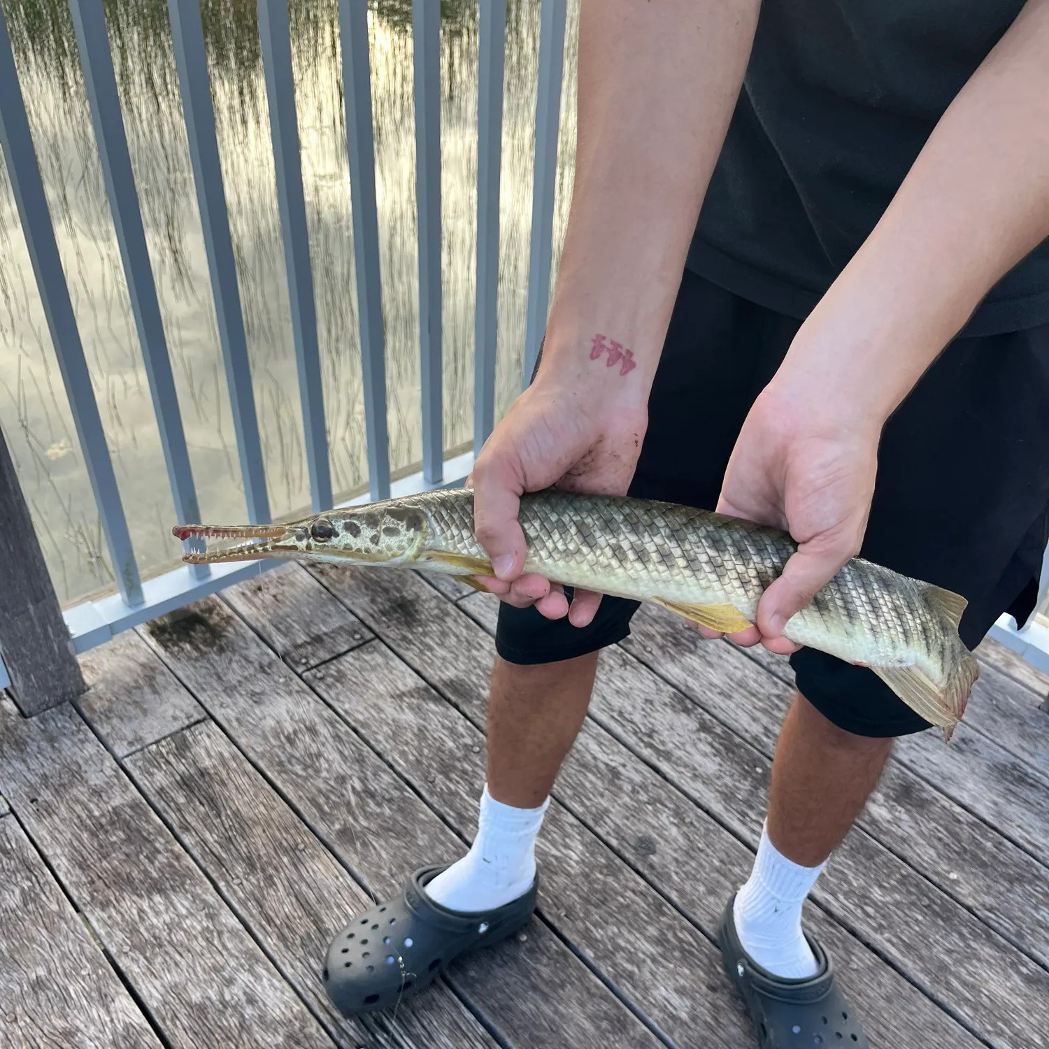 Florida gar caught on Fishbrain