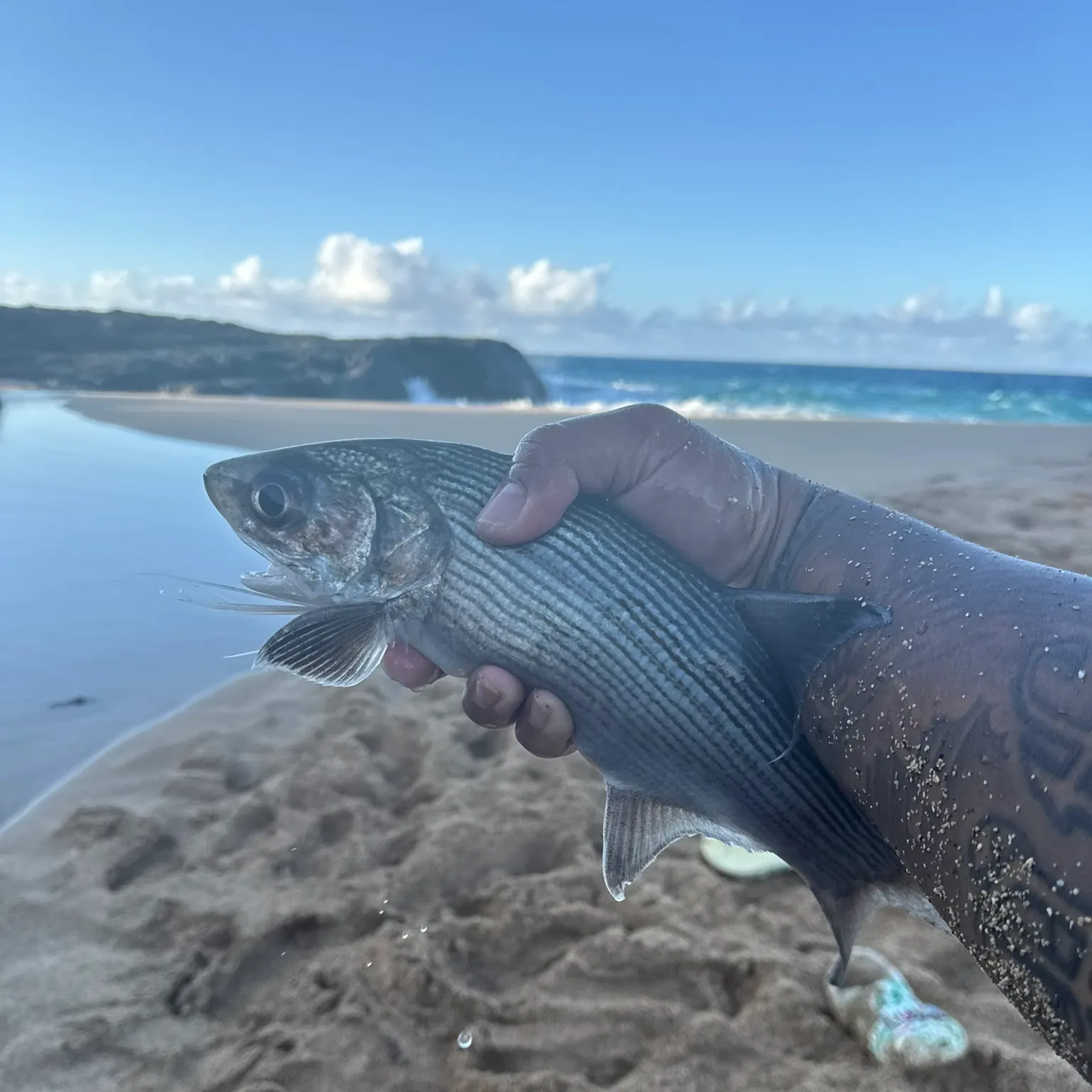 The most recent Sixfinger threadfin catches on Fishbrain