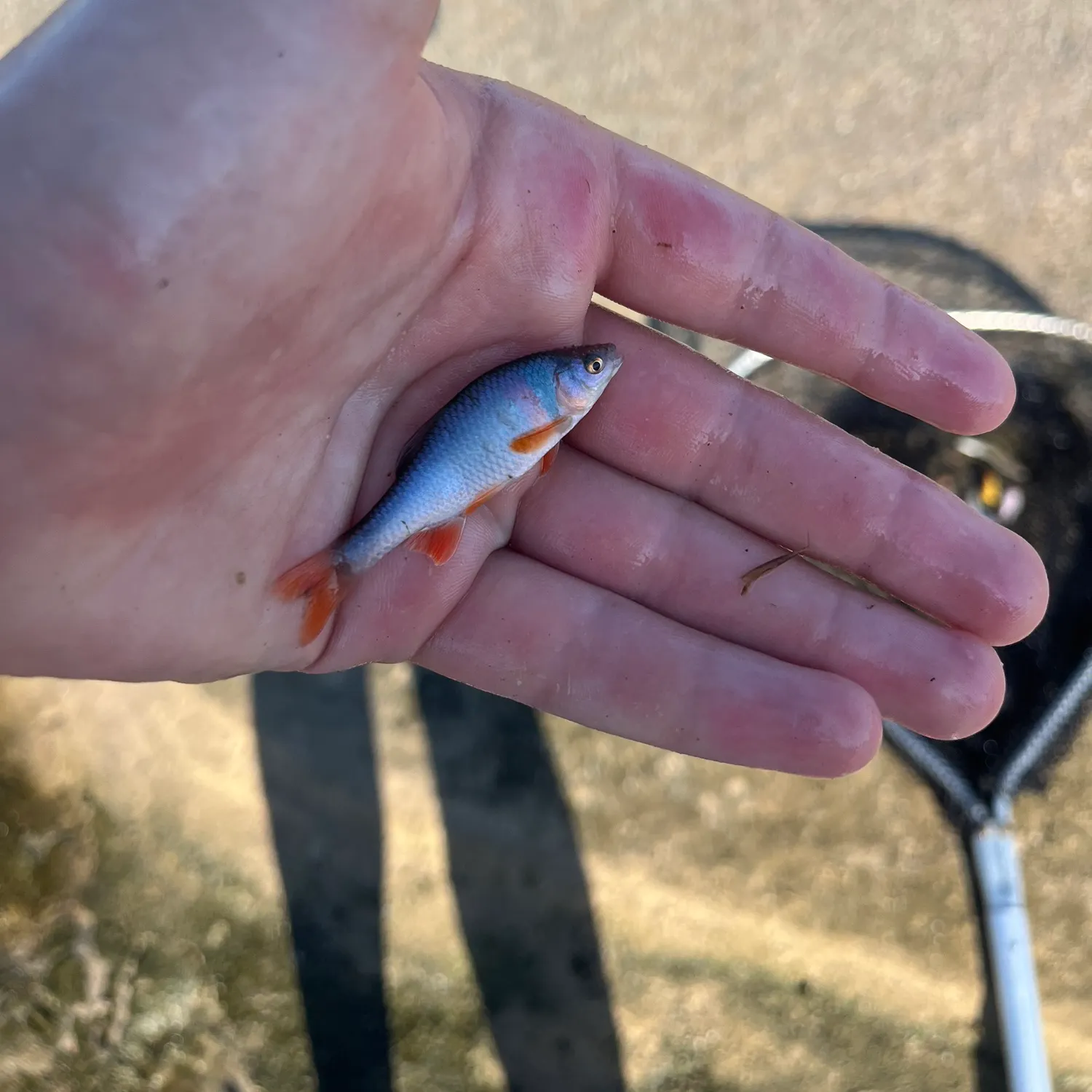 The most recent Topeka shiner catches on Fishbrain