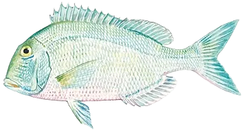 Saucereye porgy