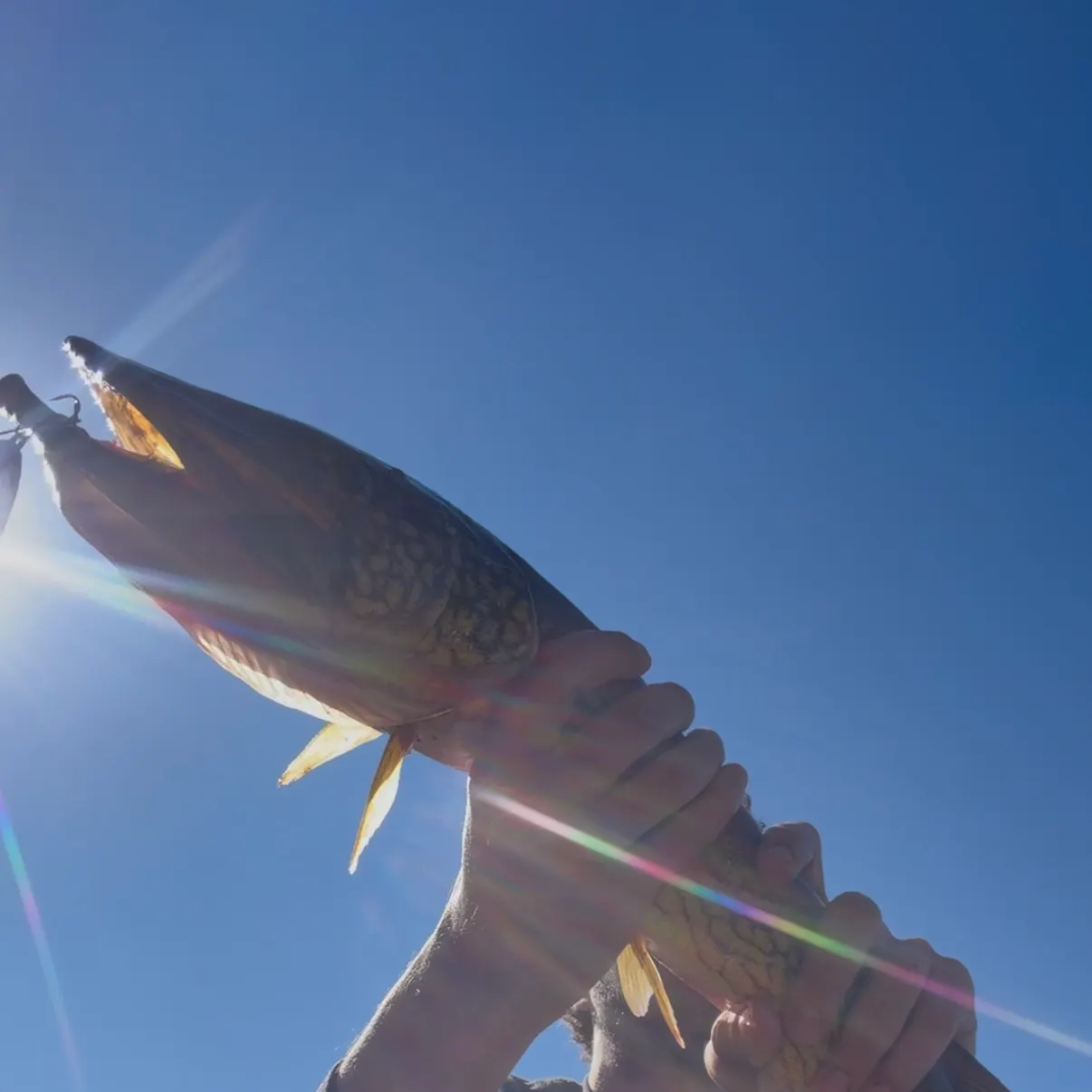 Chain pickerel caught on Fishbrain