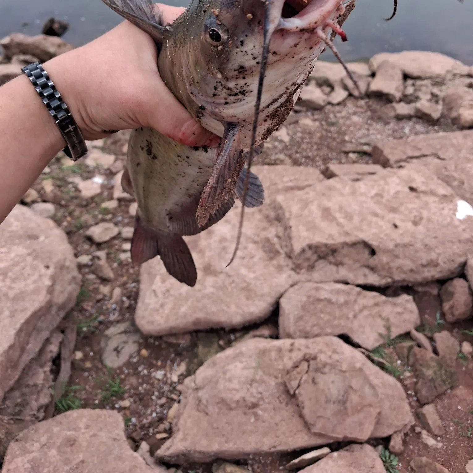Channel catfish caught on Fishbrain
