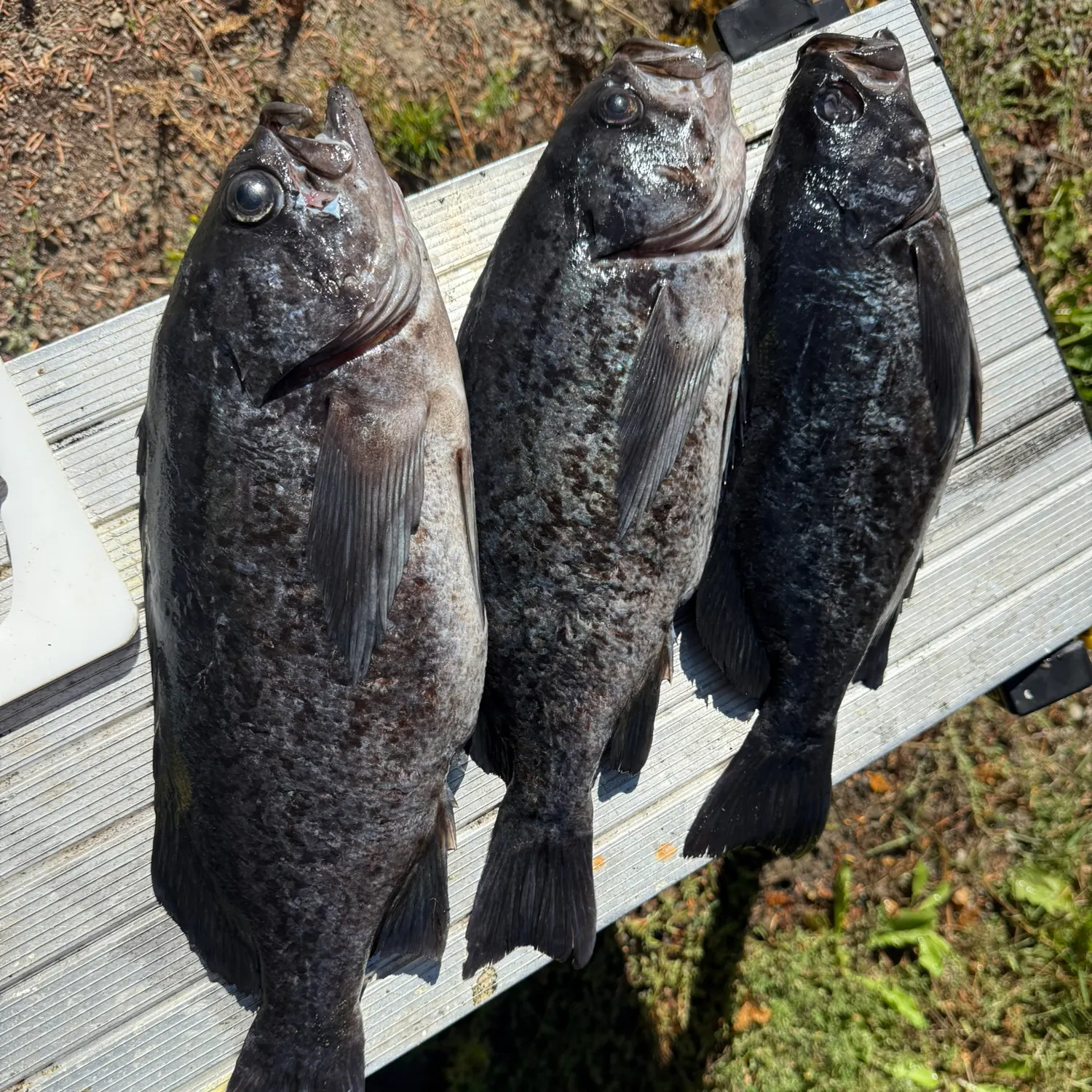 Blue rockfish caught on Fishbrain