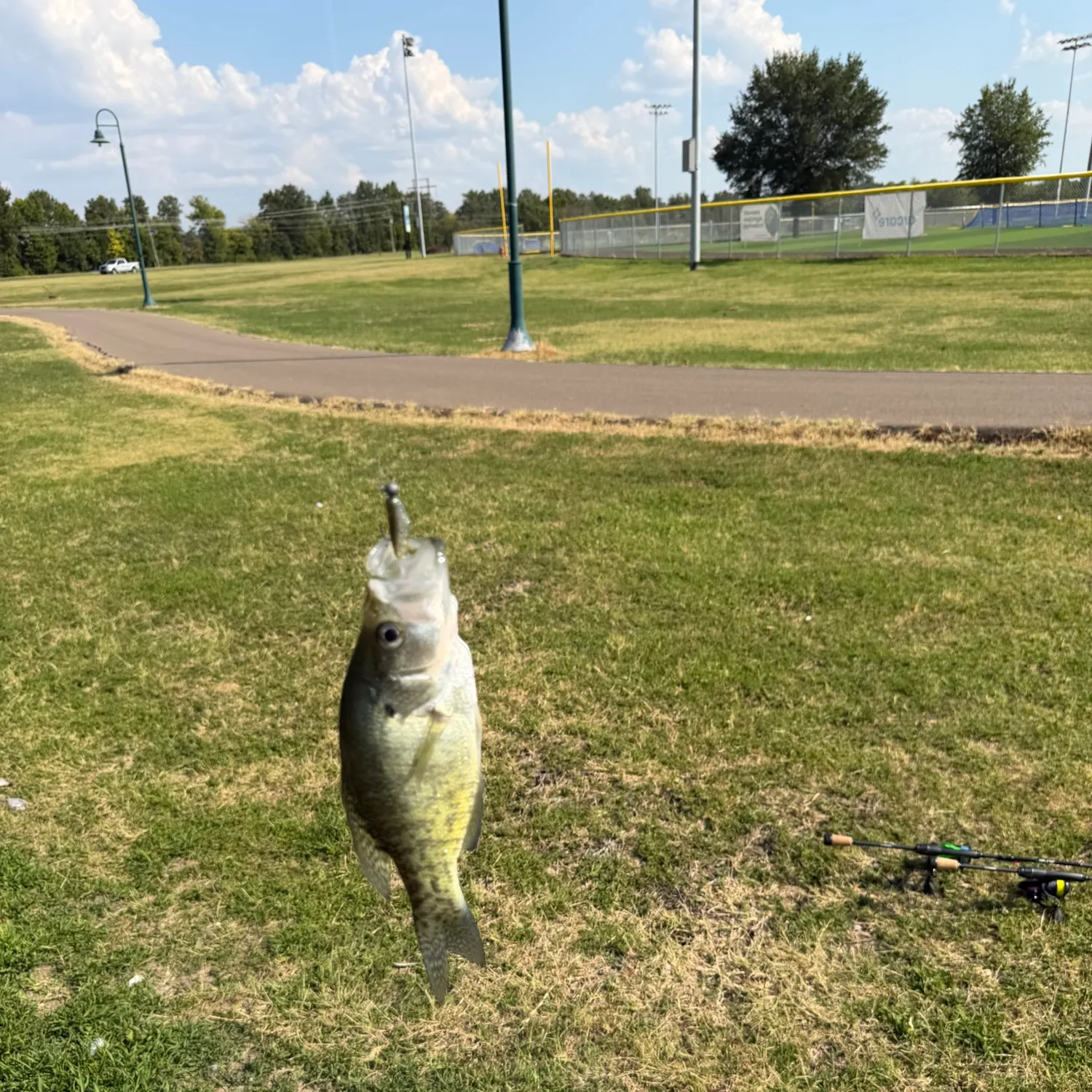White crappie caught on Fishbrain