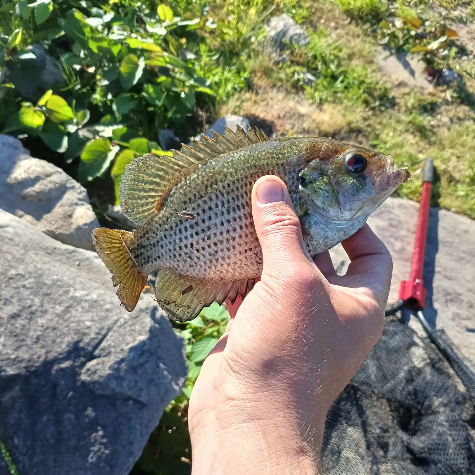 catch