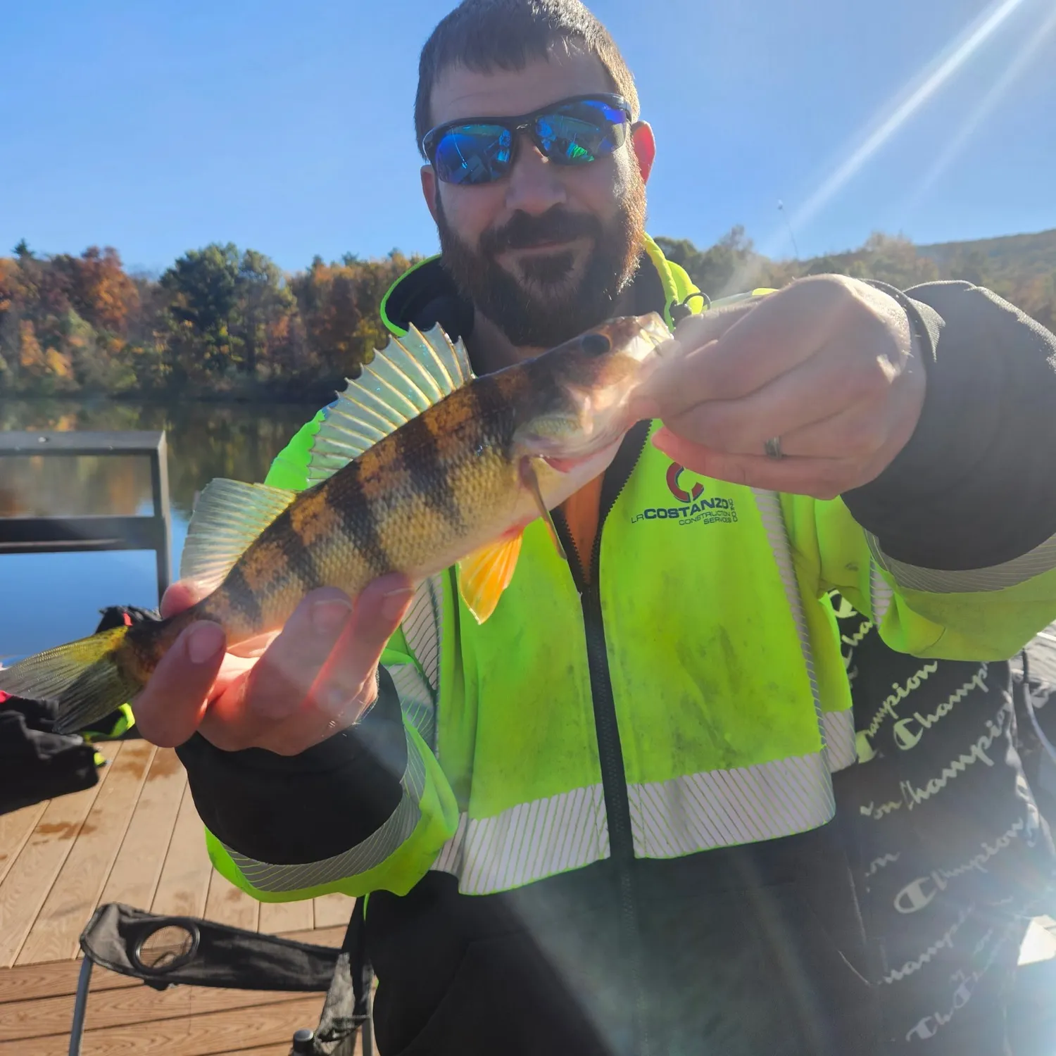 Yellow perch caught on Fishbrain