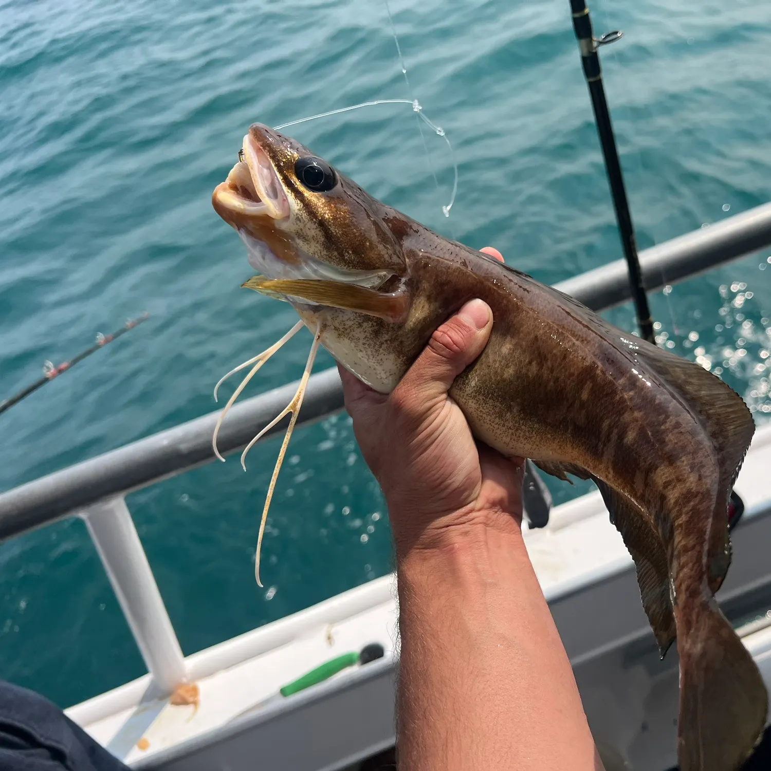 The most popular recent Red hake catch on Fishbrain
