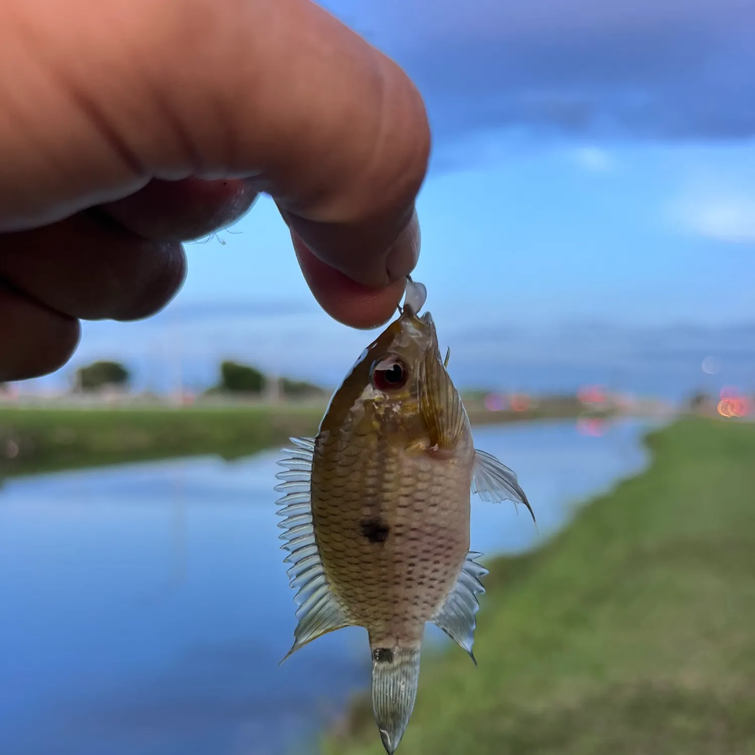 The most recent Black acara catches on Fishbrain