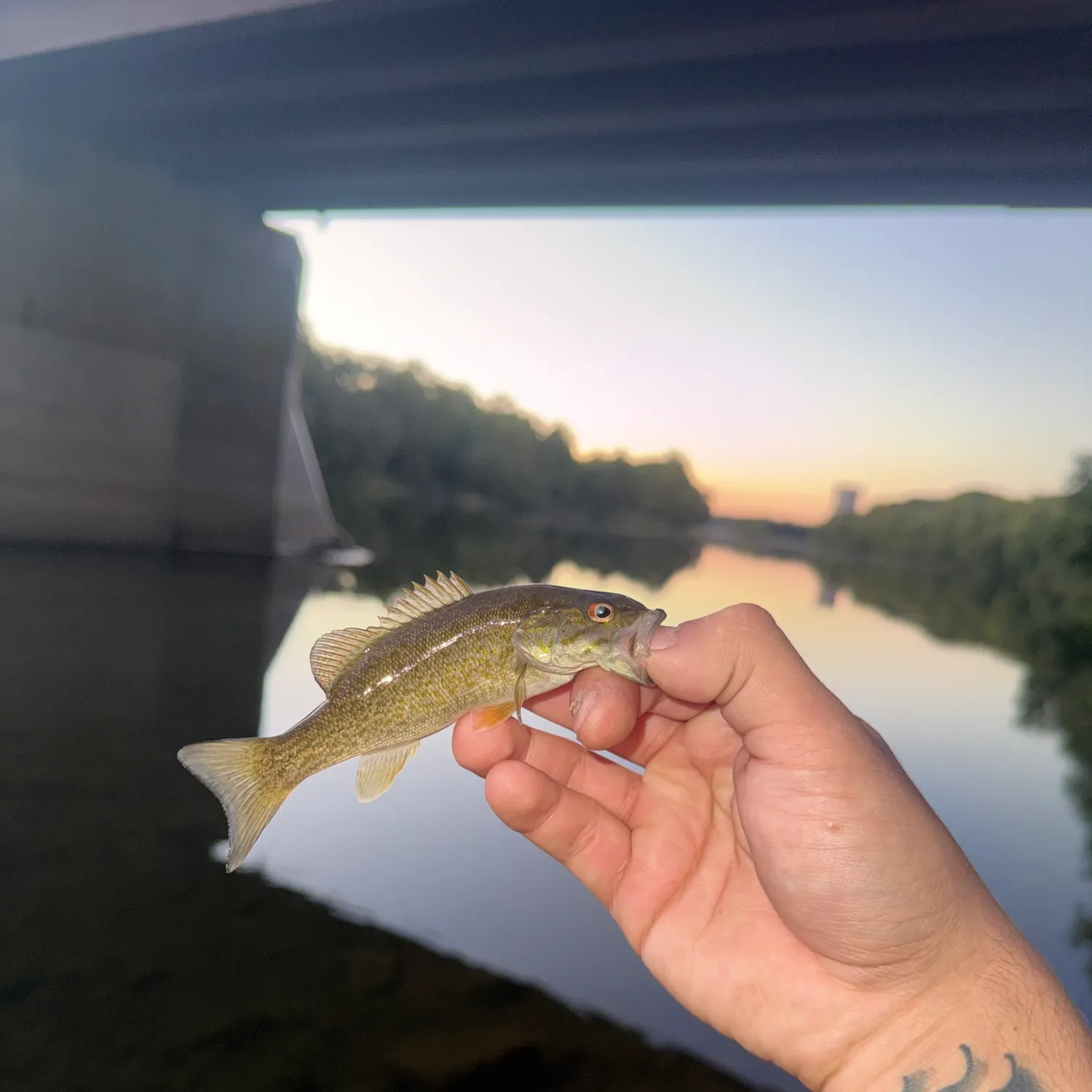 Smallmouth bass caught on Fishbrain