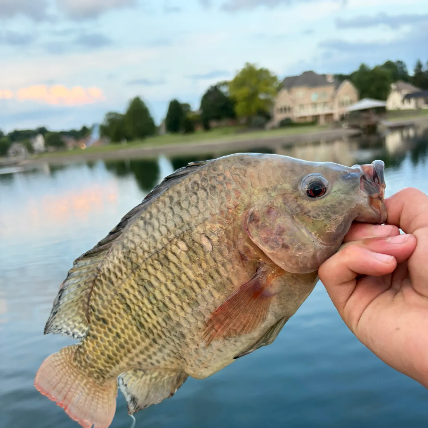 The most recent Redbreast tilapia catches on Fishbrain