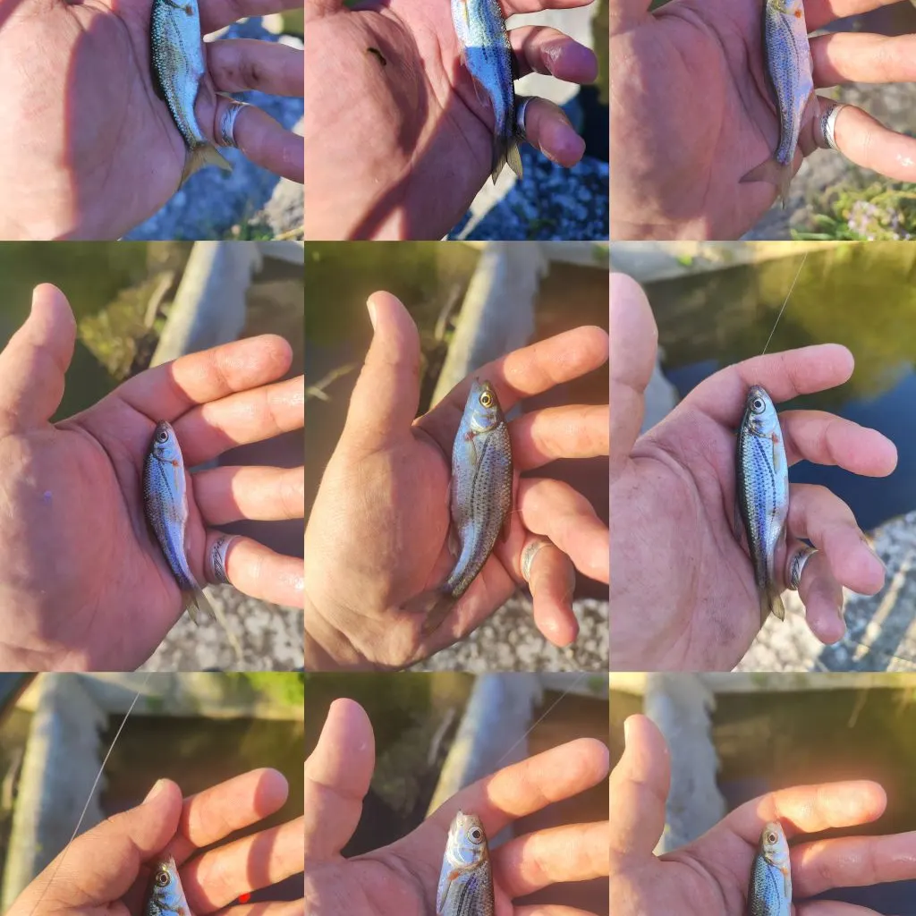 The most recent Spirinchus lanceolatus catches on Fishbrain