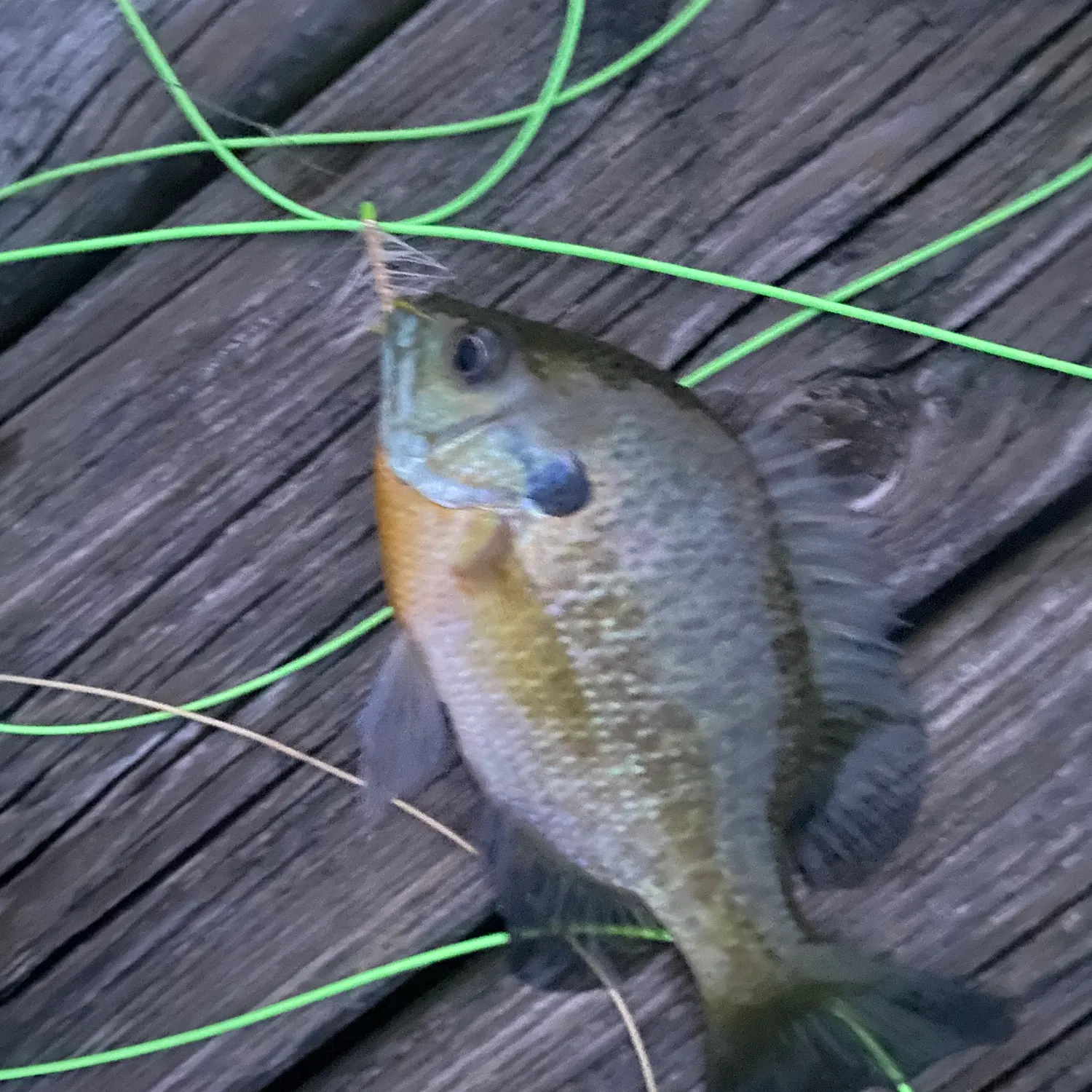recently logged catches