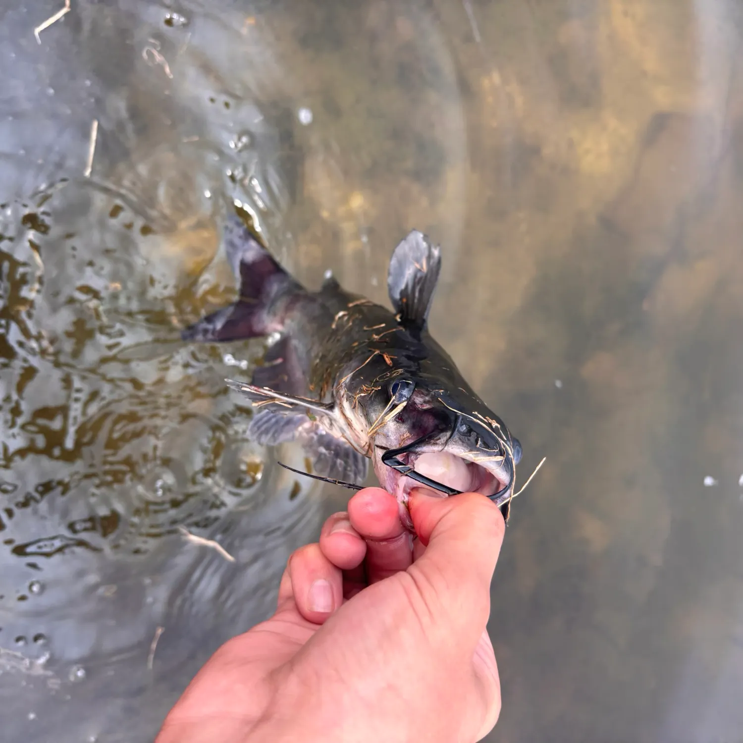 Channel catfish caught on Fishbrain