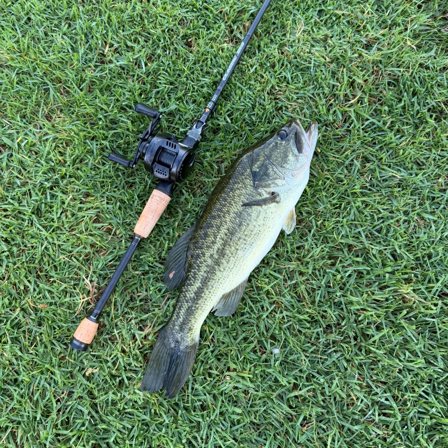 Largemouth bass caught on Fishbrain