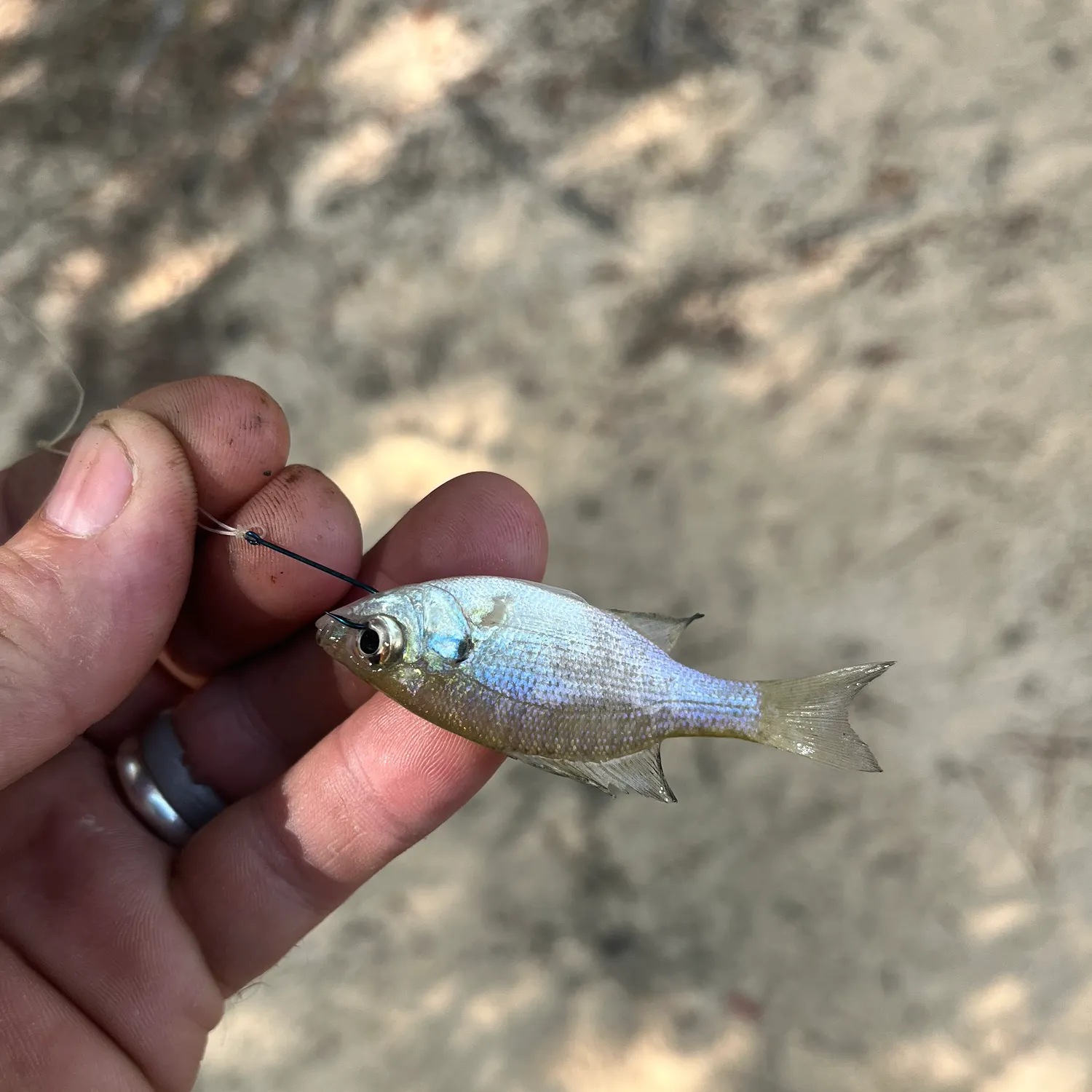 Bluegill caught on Fishbrain