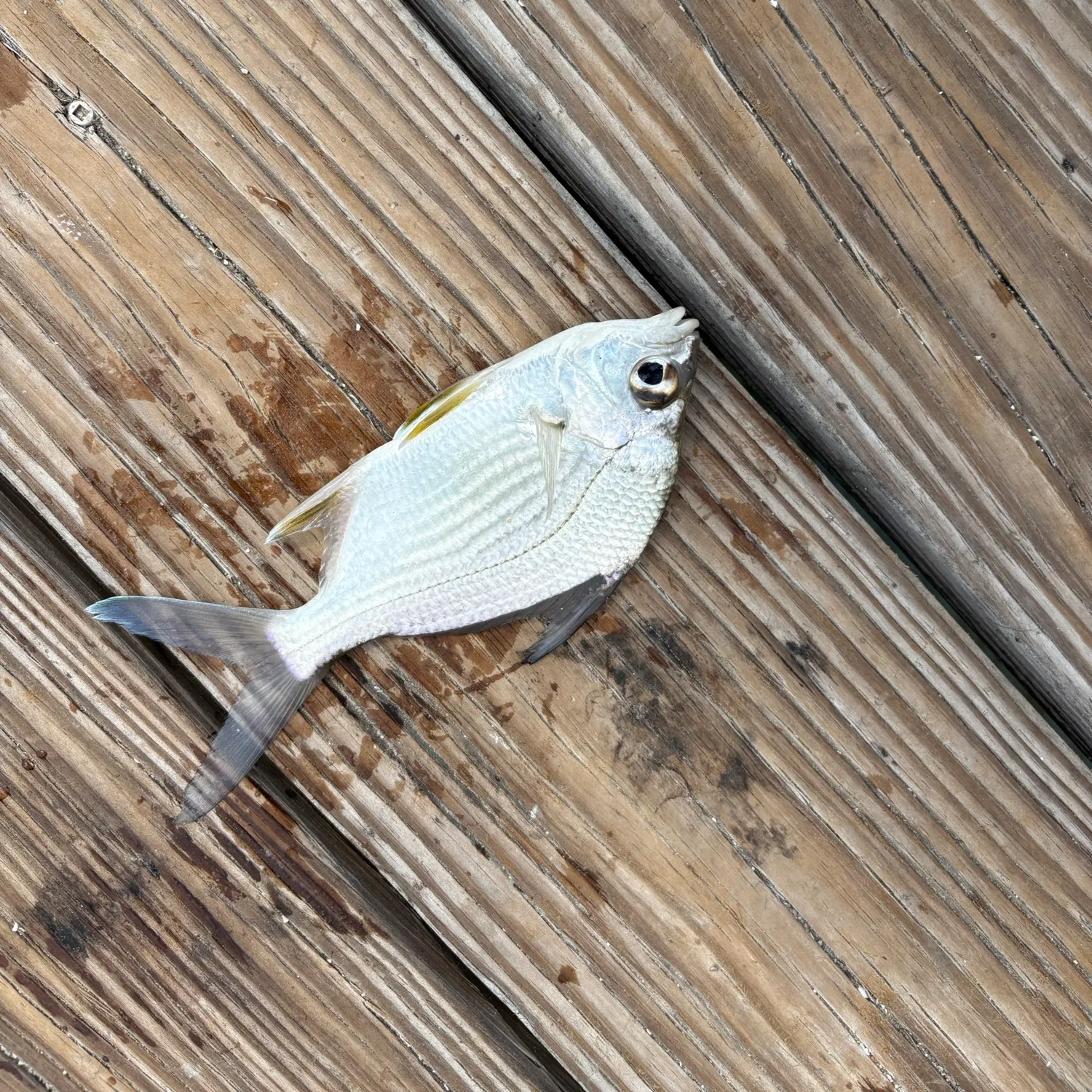 The most recent Striped mojarra catches on Fishbrain
